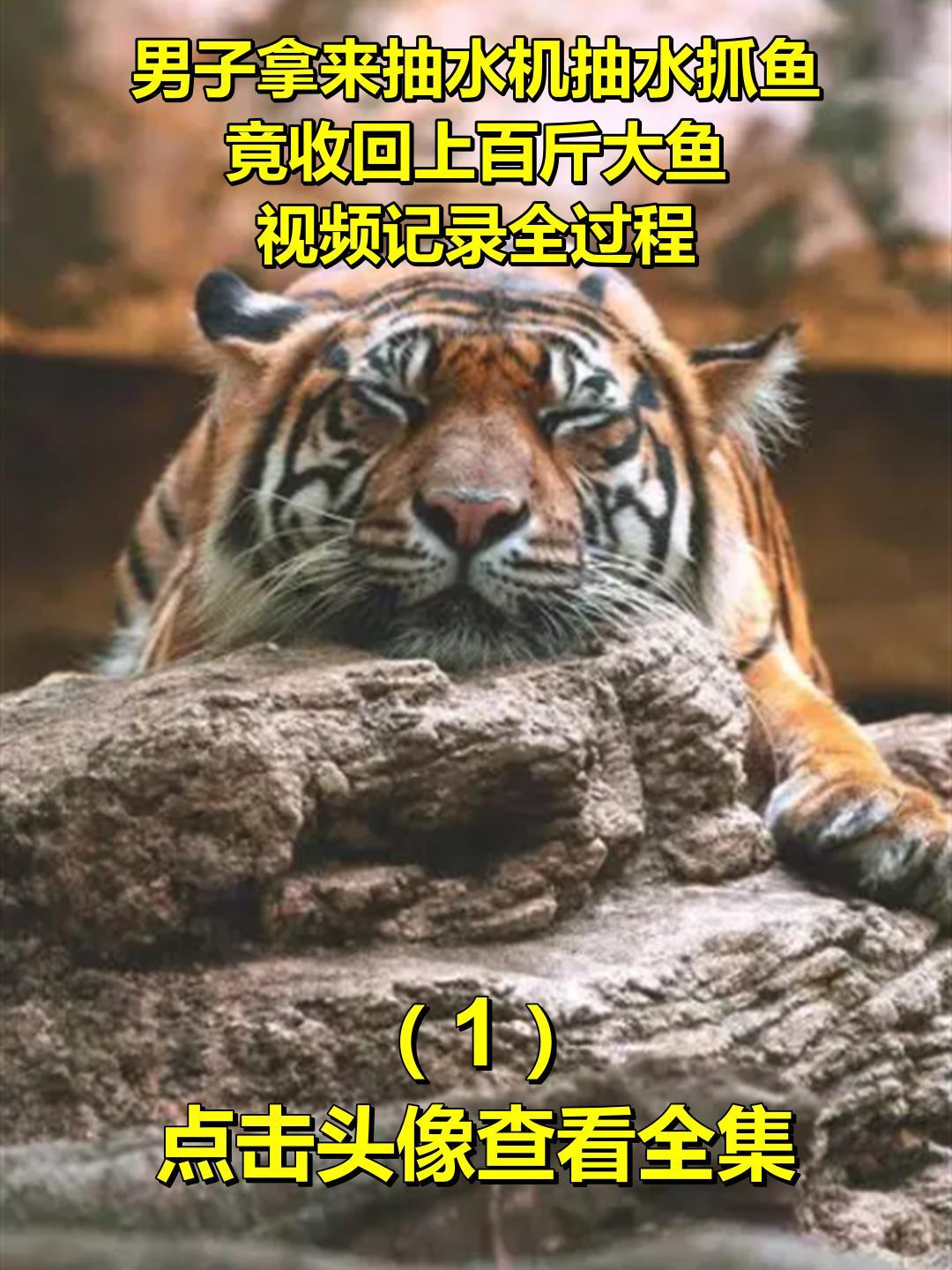 男子拿来抽水机抽水抓鱼，竟收回上百斤大鱼，视频记录全过程1