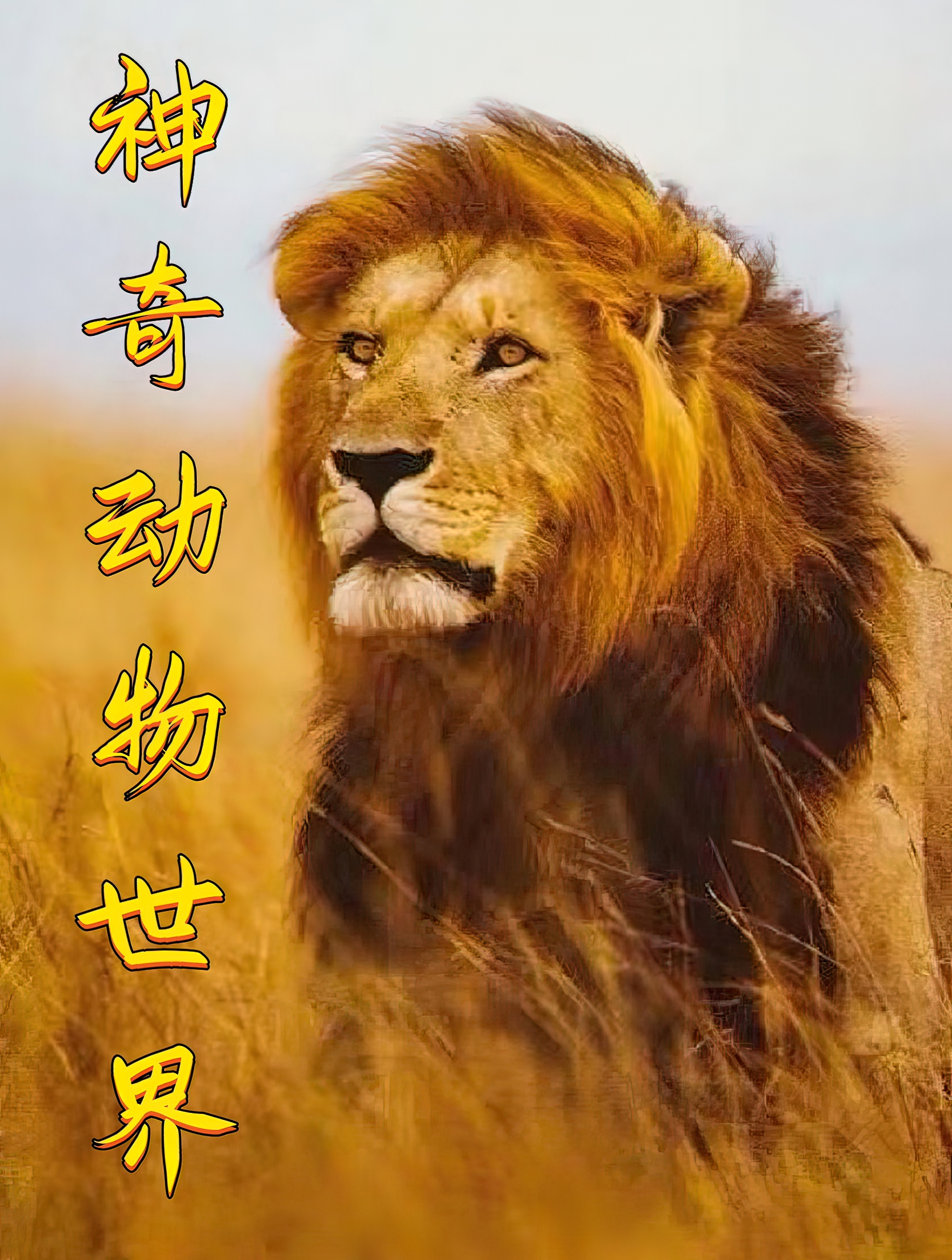 给鳄鱼拔牙是真的刺激!十几个壮汉齐心协力与之对抗