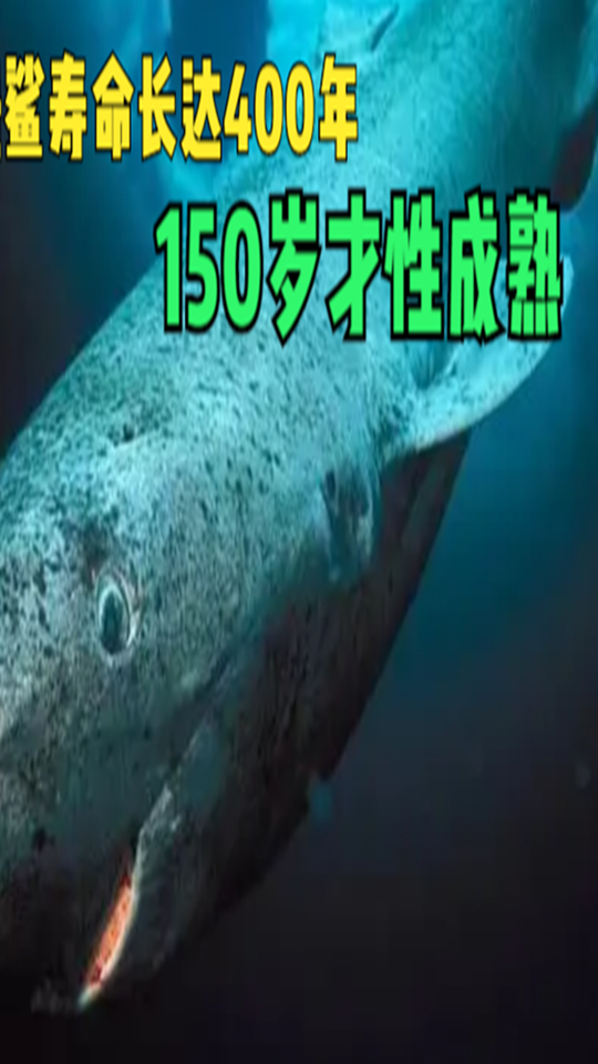 格陵兰睡鲨寿命长达400年,150岁才性成熟,懒捕食牺牲眼睛填肚子