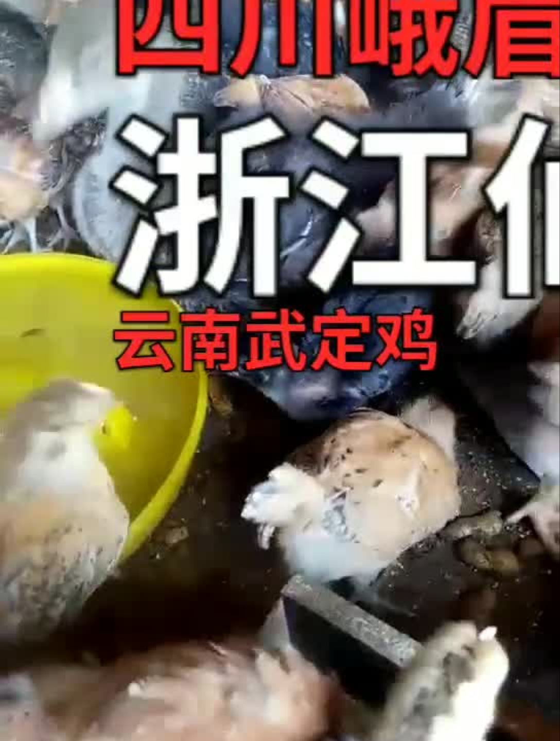 你们那里本地鸡叫什么,我们这是固始鸡