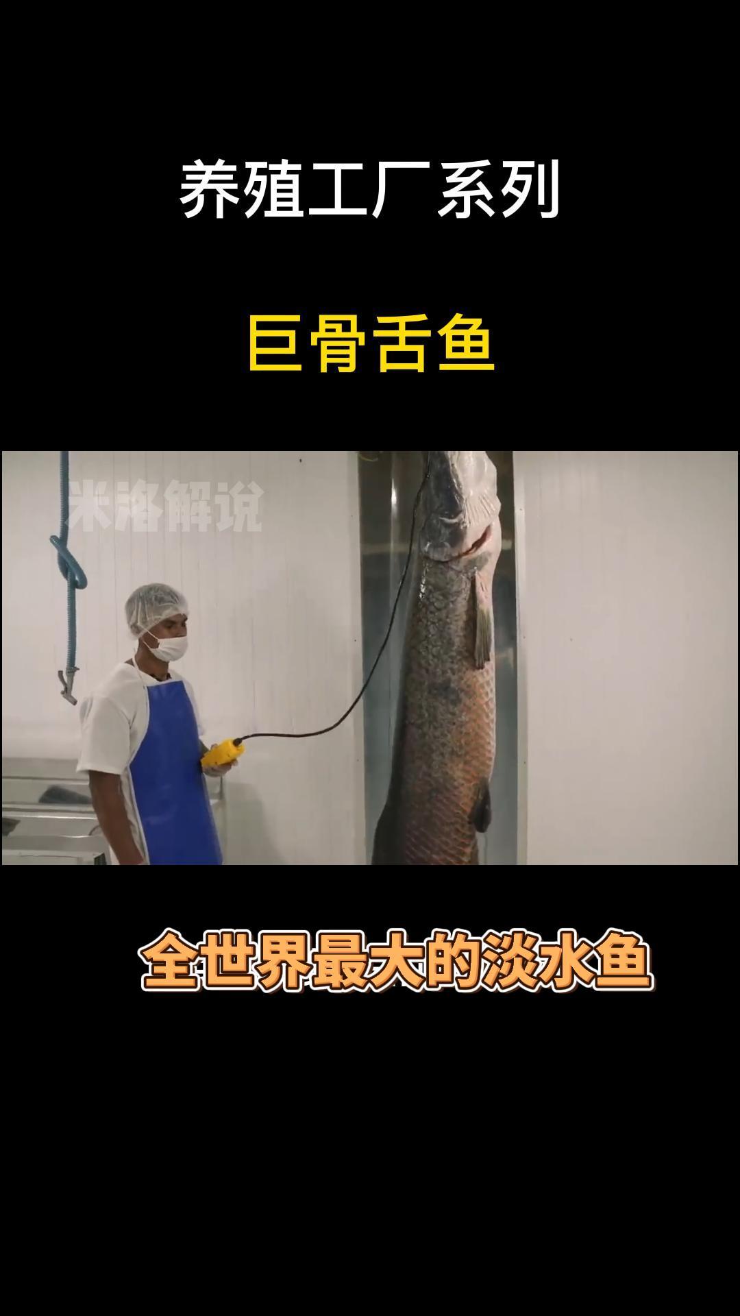 全世界最大的淡水鱼-巨骨舌鱼是怎么养殖的?