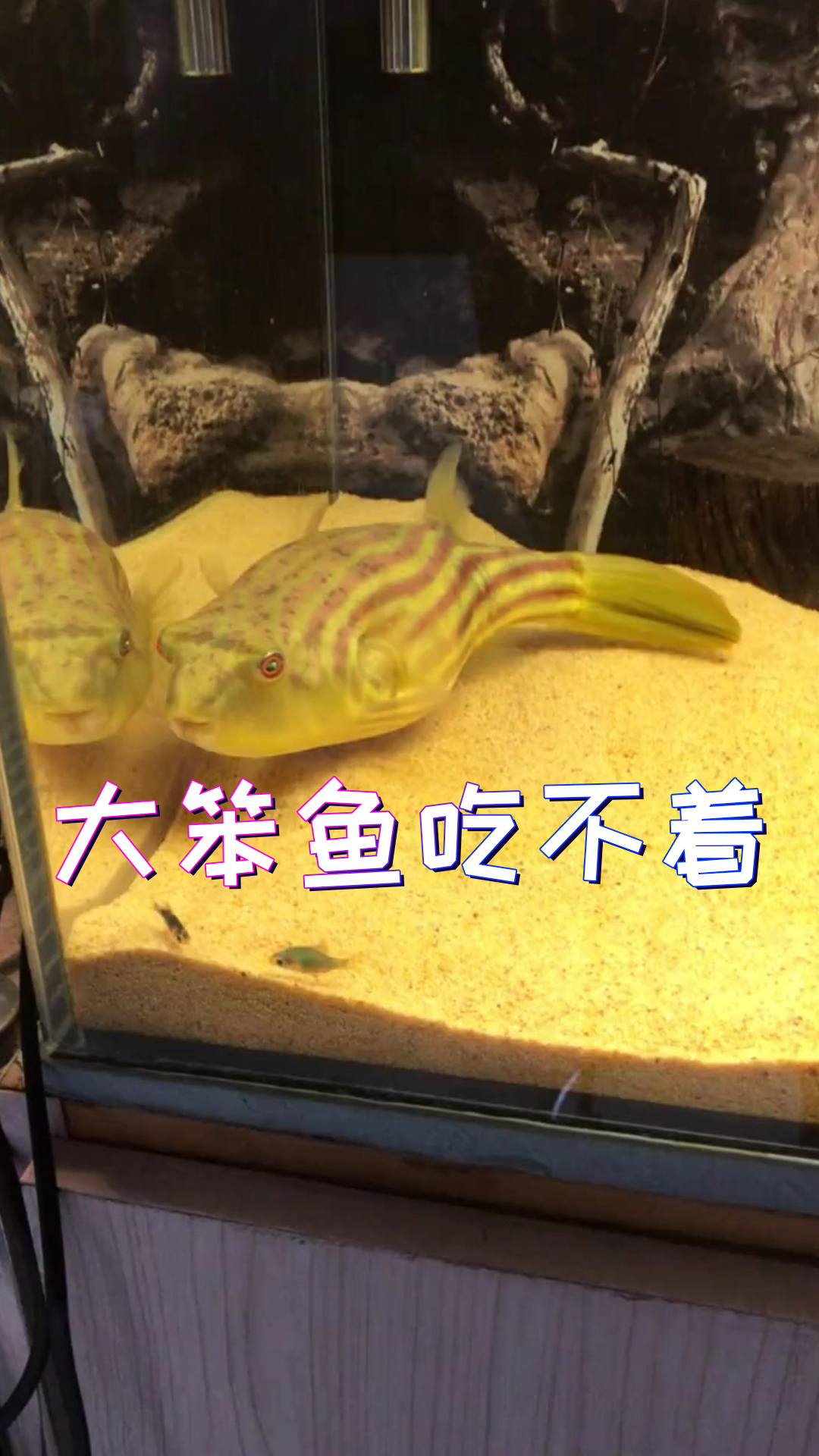 仍然记得我想给雷龙混养小鱼的惨痛经历,还好河豚游得慢!