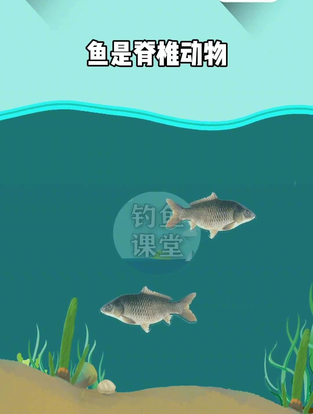 鱼是怎么样睡觉的呢?钓鱼野钓