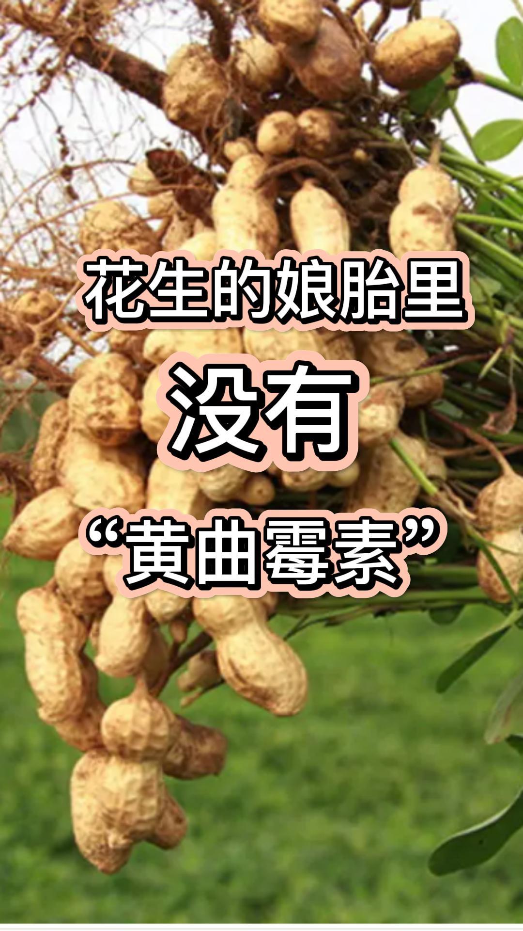 花生的娘胎里 没有 “黄曲霉素”!