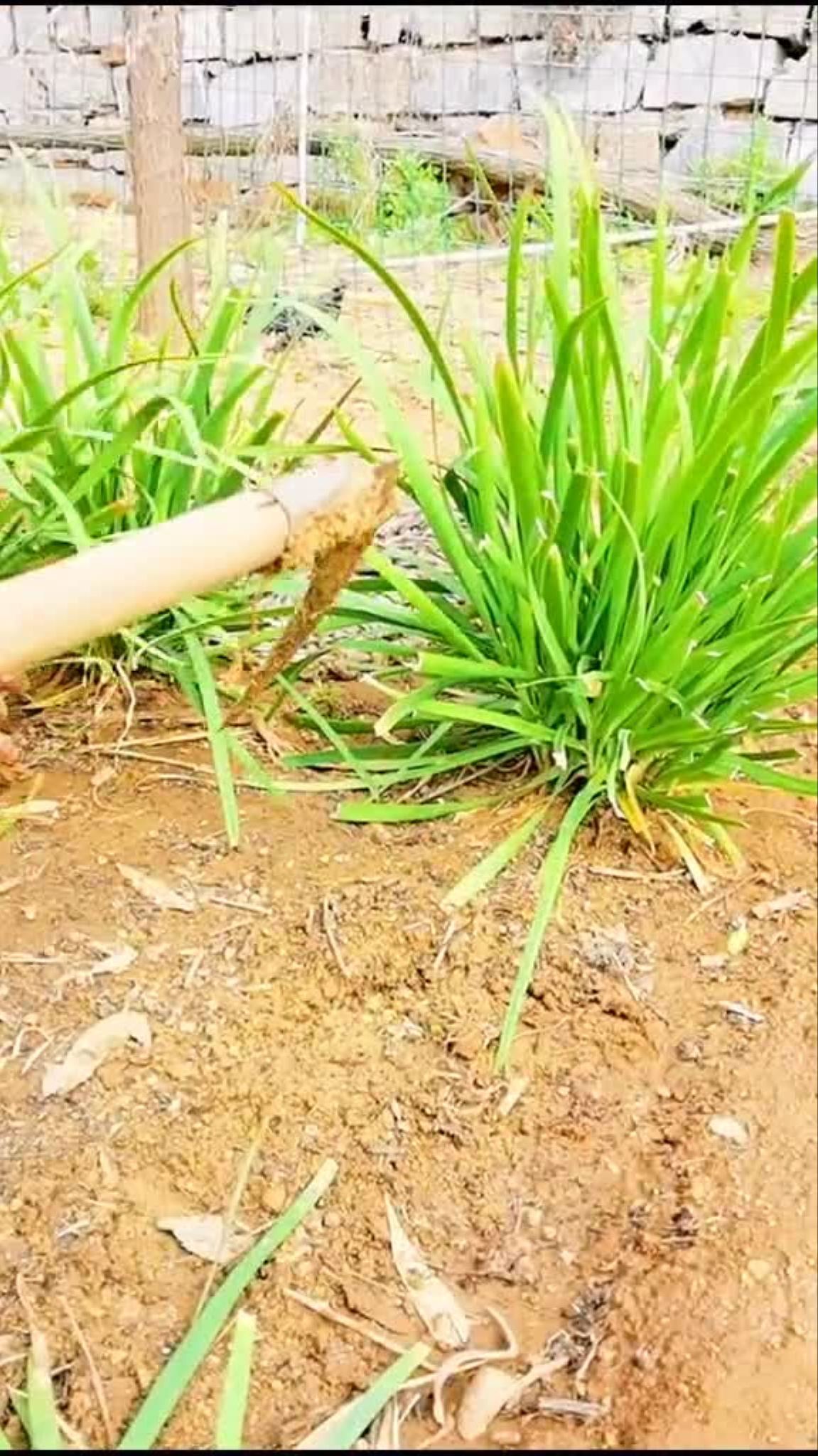 日照煎饼果子来一套,好吃到掉渣渣