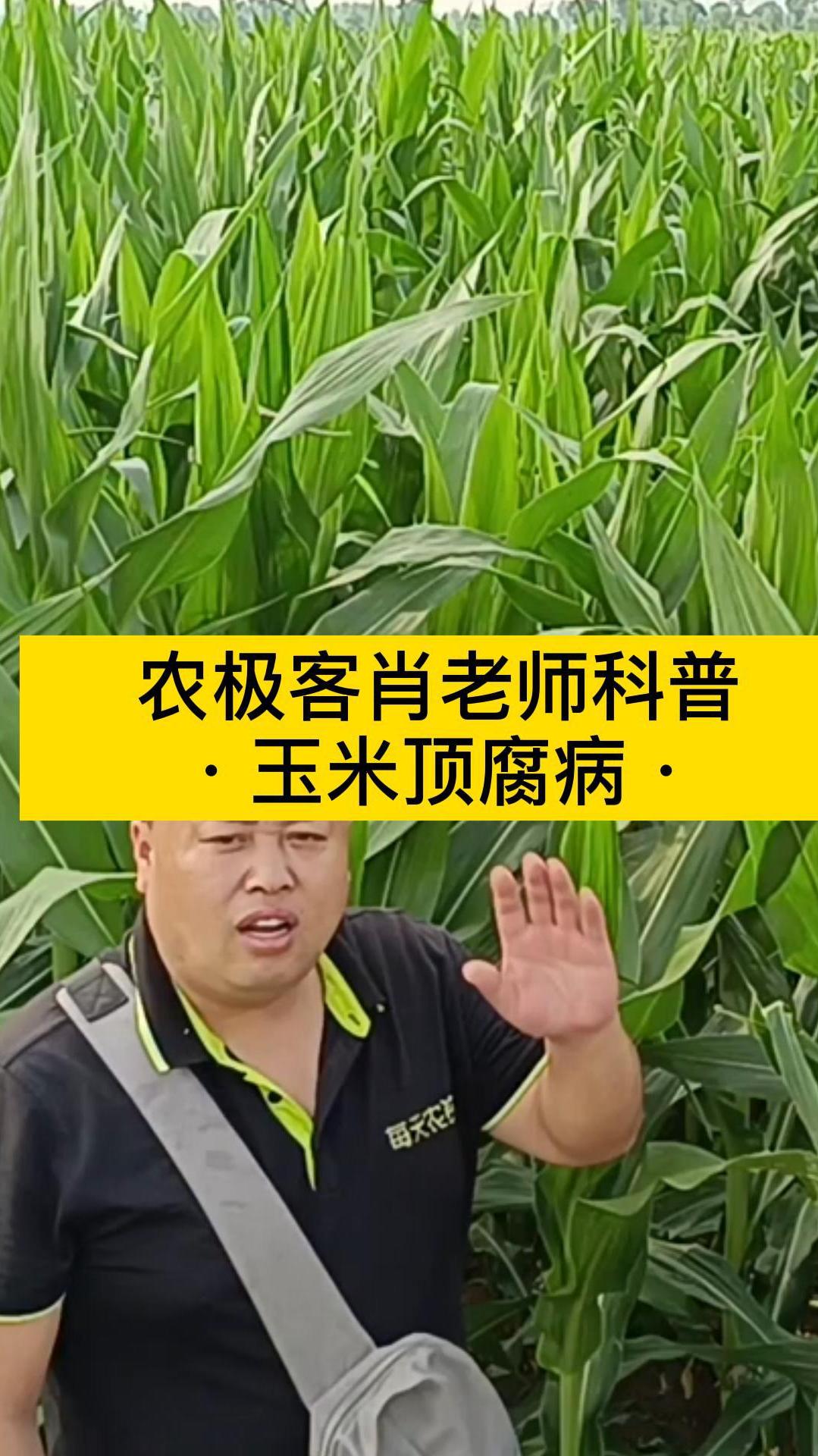 玉米得了顶腐病怎么办?农极客肖老师现场科普讲解