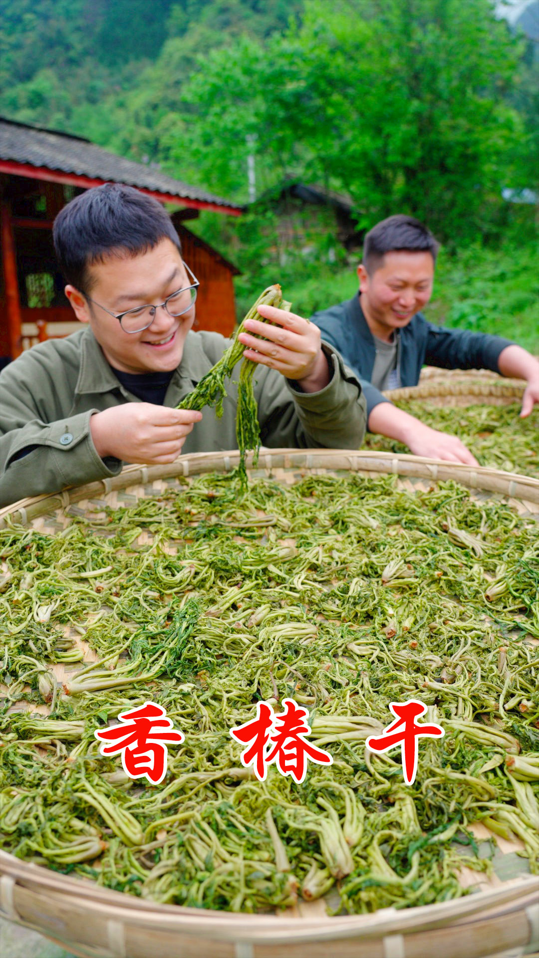 被称作“山野菜之王”的香椿芽,小伙采回30斤,看能做多少椿芽干