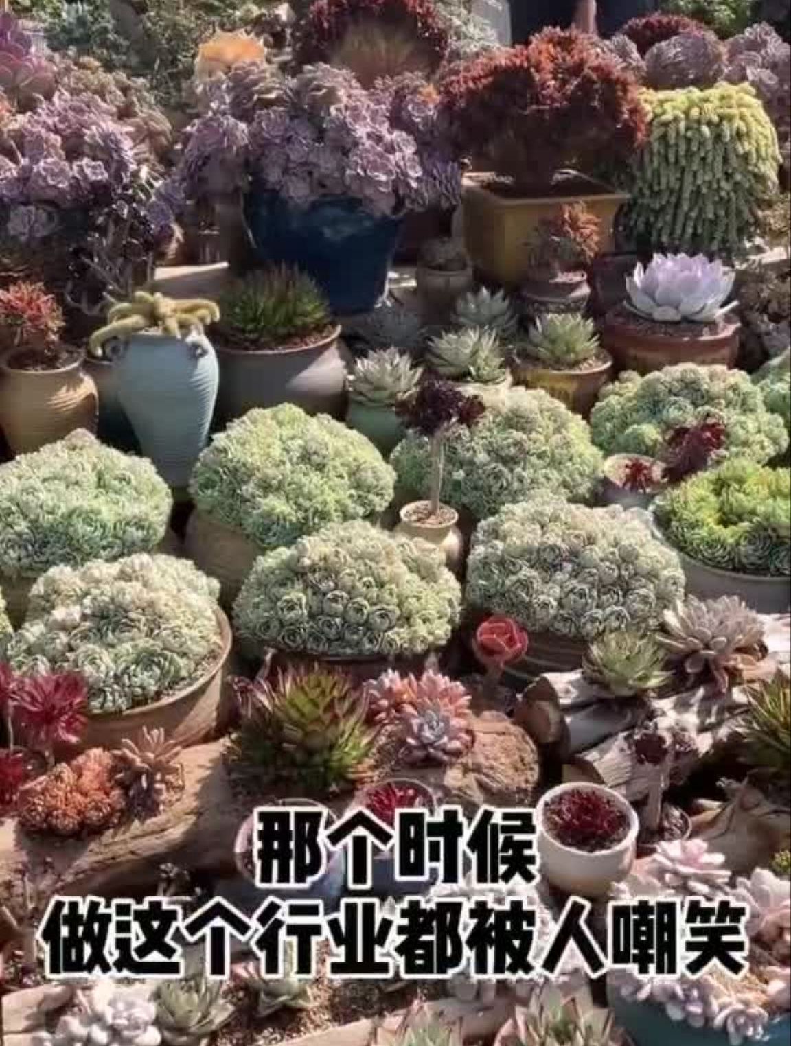 多肉养护知识,多肉植物花卉绿植 (87)