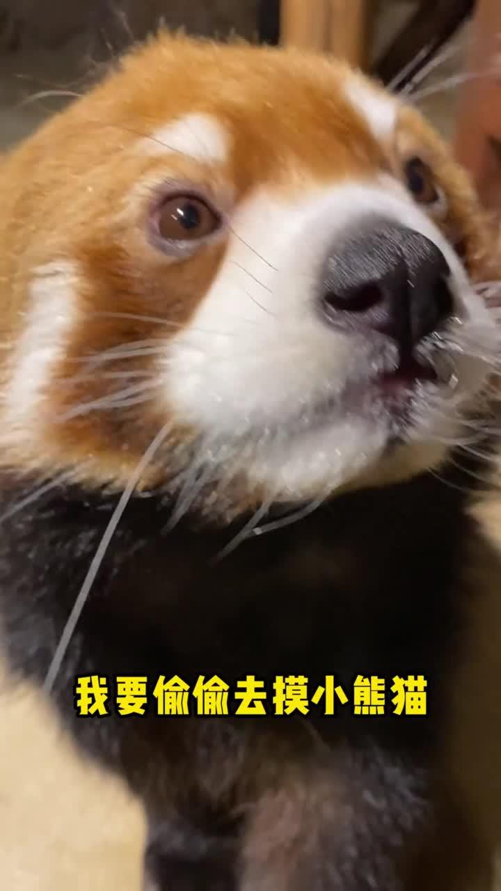今天上班不摸鱼 去摸小熊猫了 嘻嘻 ^-^ V