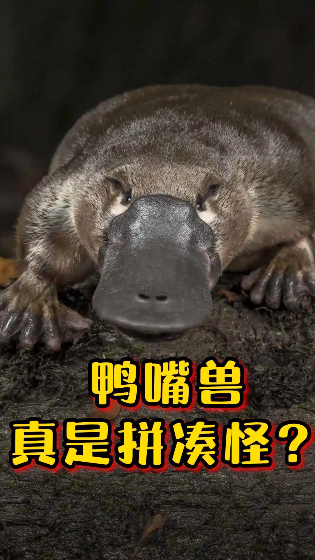 为什么说鸭嘴兽,是拼凑出来的缝合怪,这些特征太诡异了!