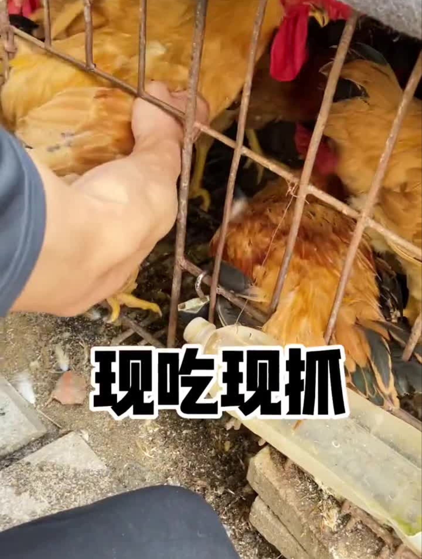 藏在犄角旮旯里的大公鸡,看着就饿了