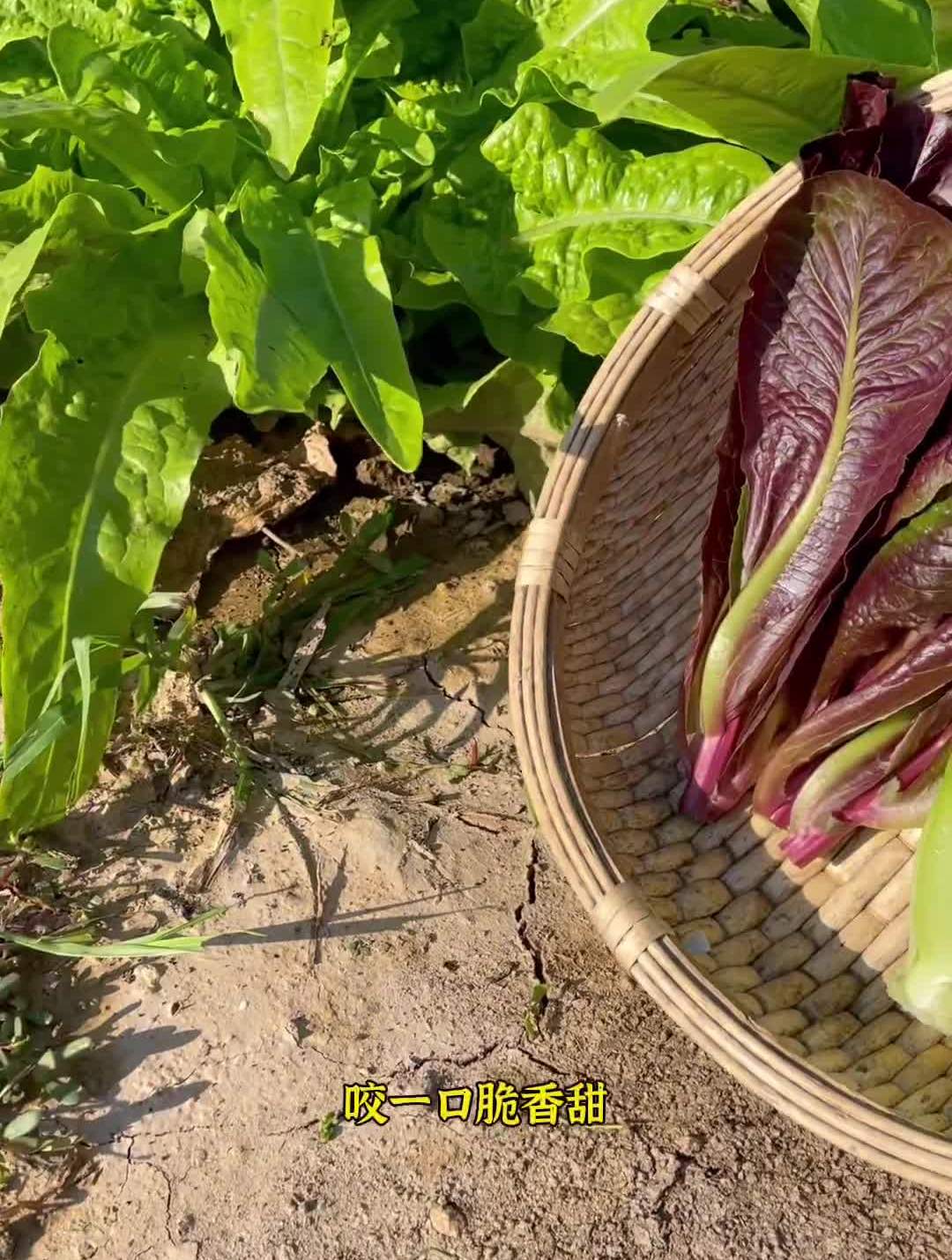 紫罗马生菜您种过吗?非常好吃!可以自己种些!三农紫罗马生菜