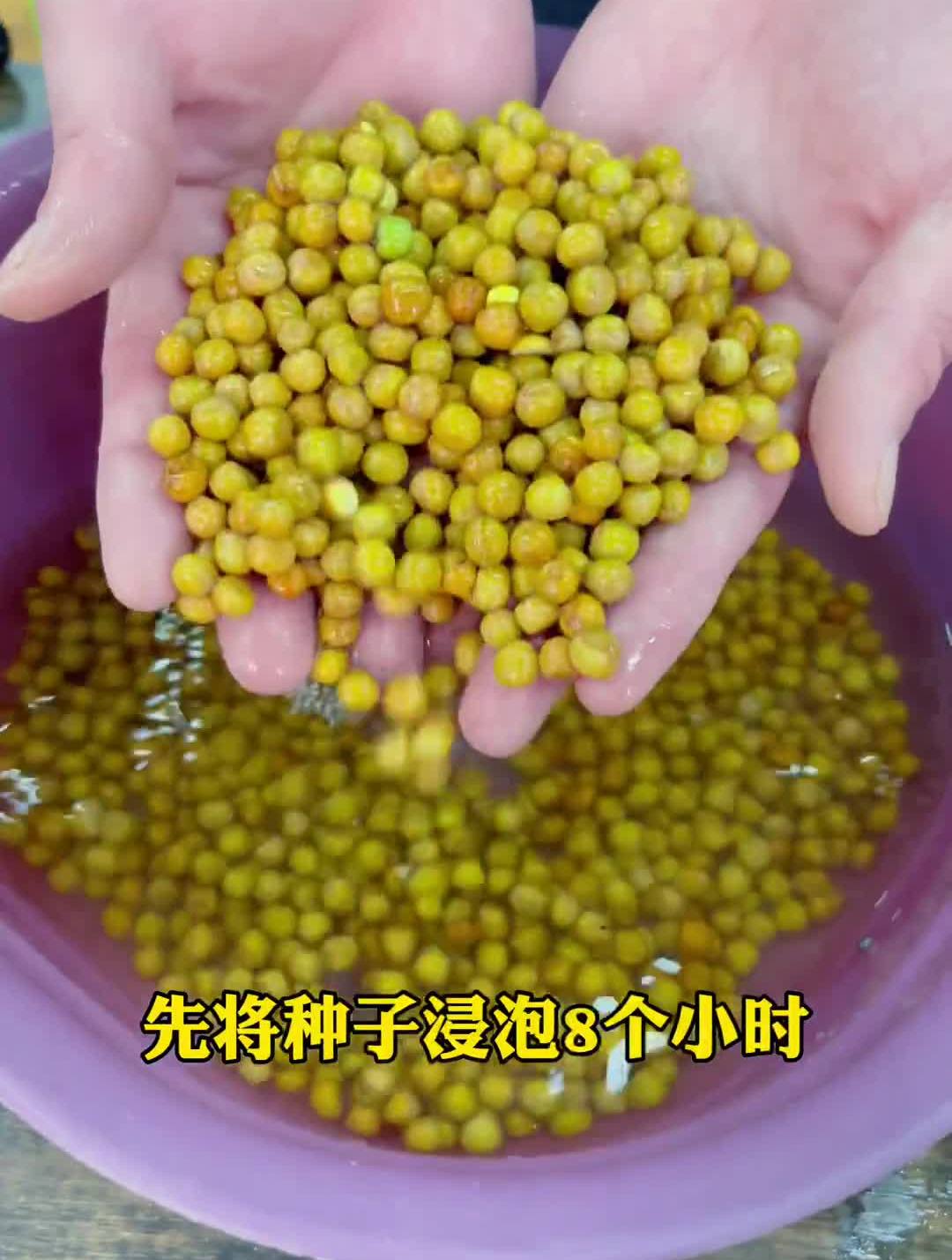 不知道怎么种水培芽苗菜的赶紧看过来芽苗菜种菜新农人计划