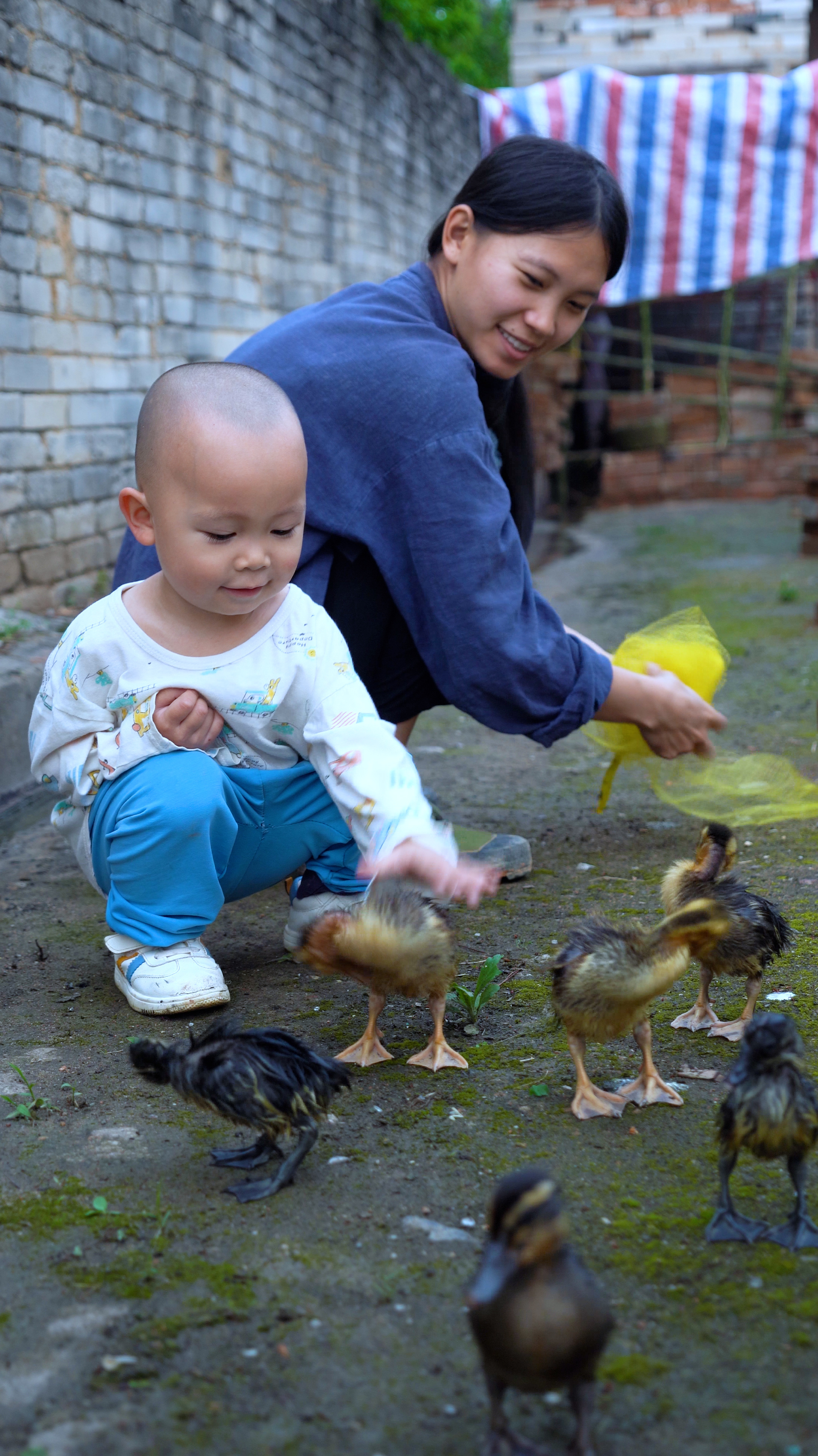 在院子里养了七只鸭两只鹅,长大后又是美味佳肴,晚上煲塘角鱼粥
