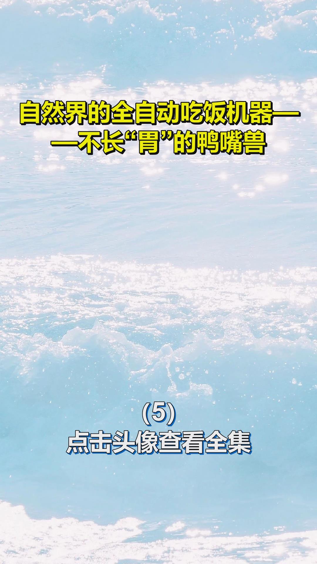 自然界的全自动吃饭机器——不长“胃”的鸭嘴兽5