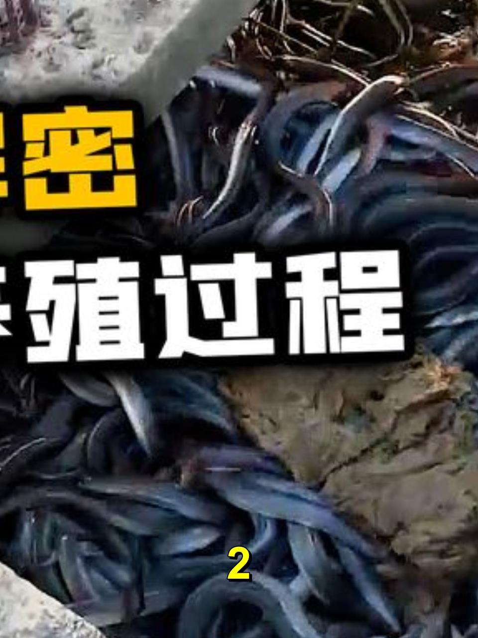 既不能繁殖,也无法人工孵化的鳗鱼,原来是这样养殖的2