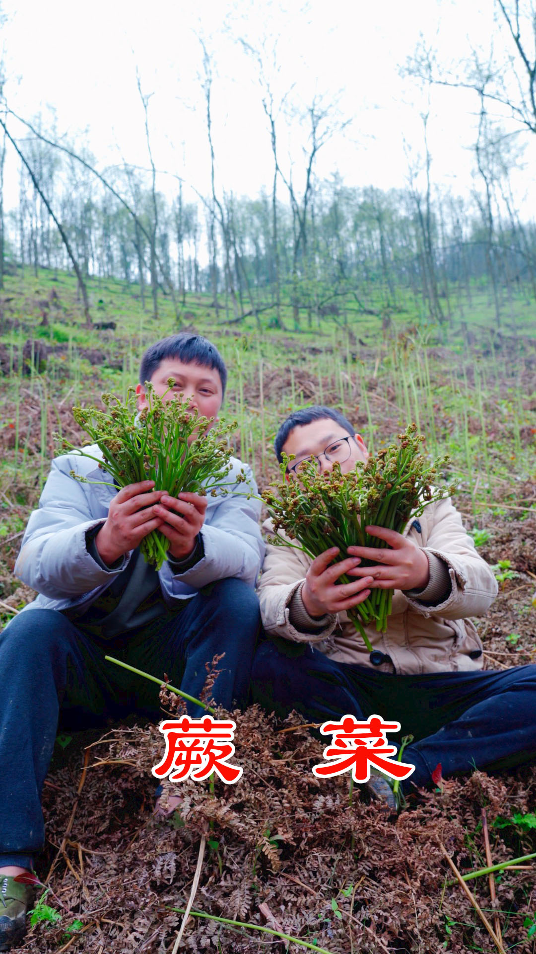 这片野生蕨菜疯长,30分钟就能采50斤,拿回家炒腊肉绝对巴适!