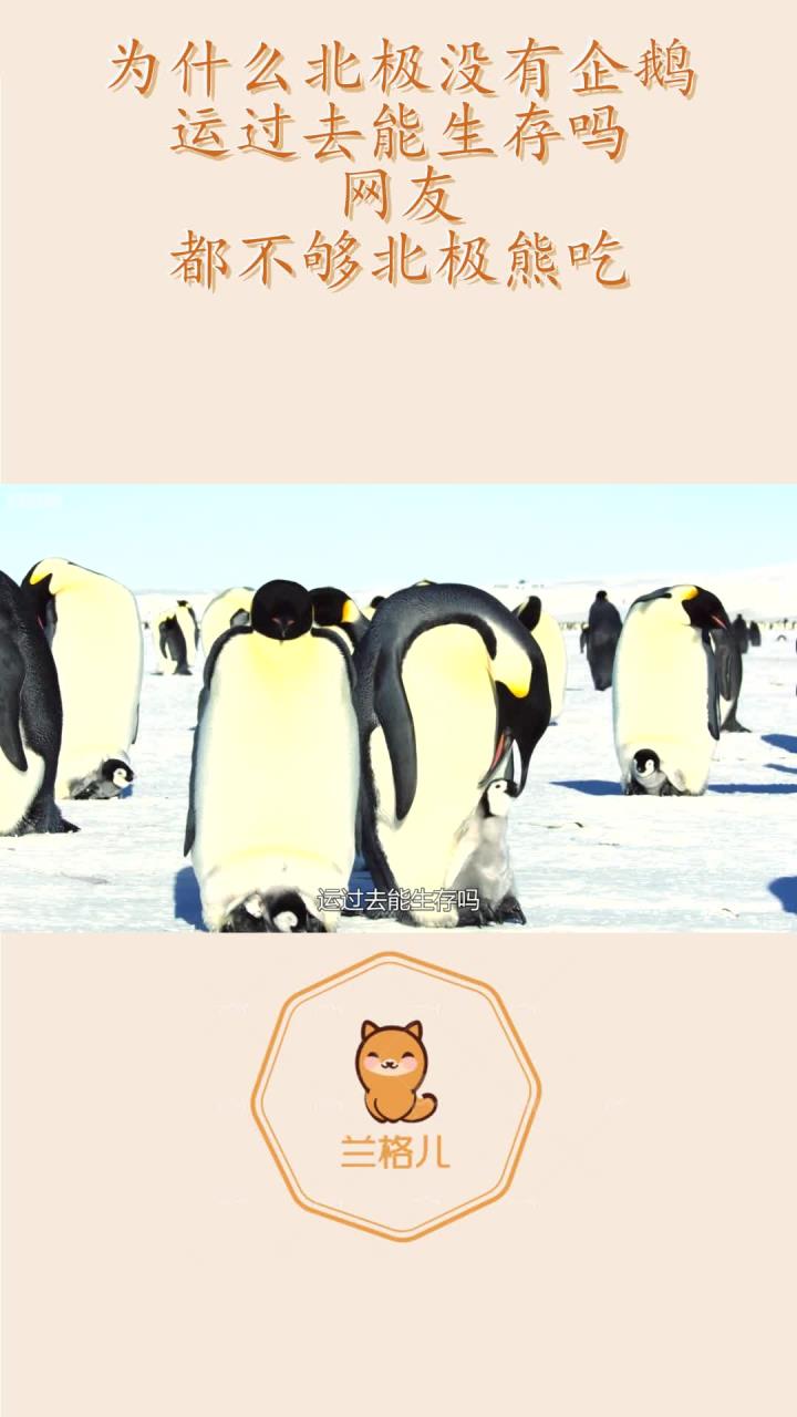 为什么北极没有企鹅,运过去能生存吗?网友:都不够北极熊吃?