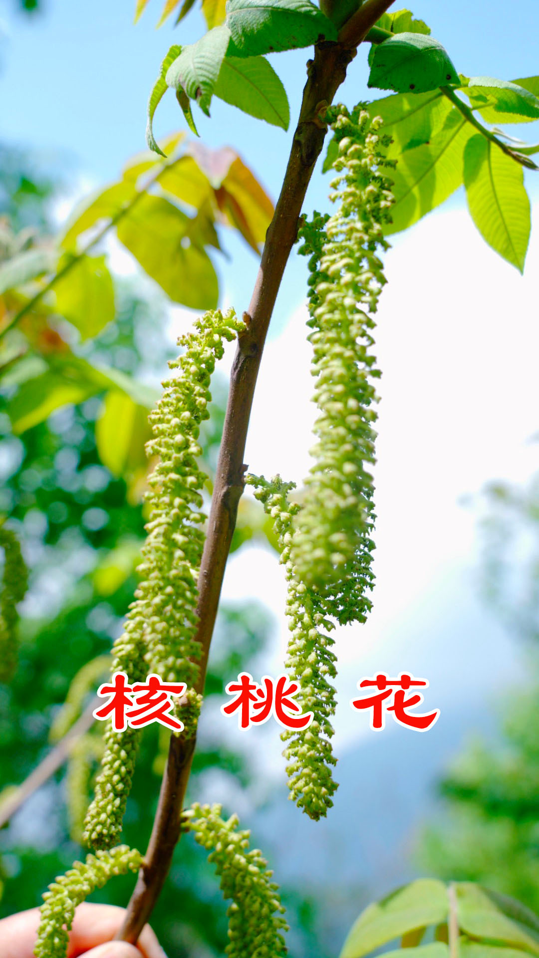 毛毛虫一样的山核桃花你吃过吗?一次摘35斤,看看能出几两干货?