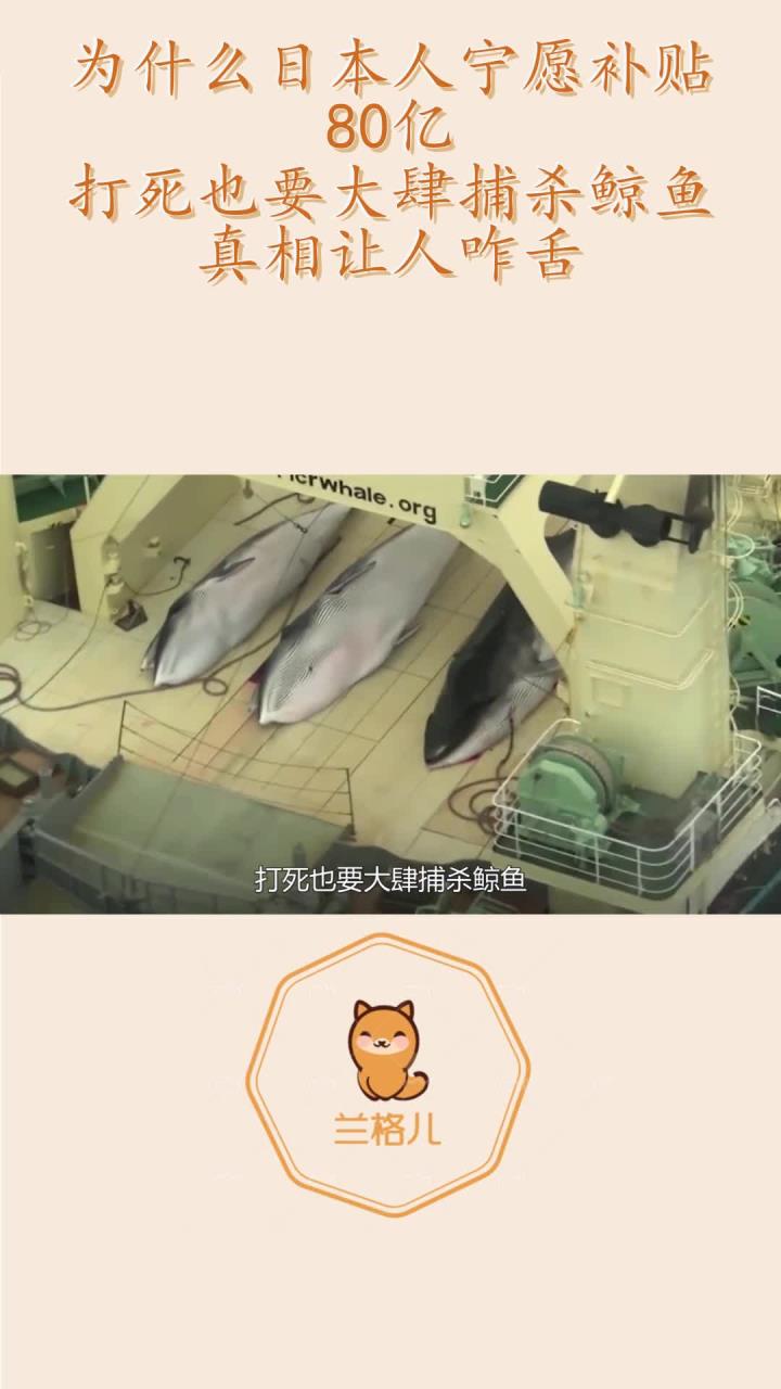 为什么日本人宁愿补贴80亿,打死也要大肆捕杀鲸鱼,真相让人咋舌