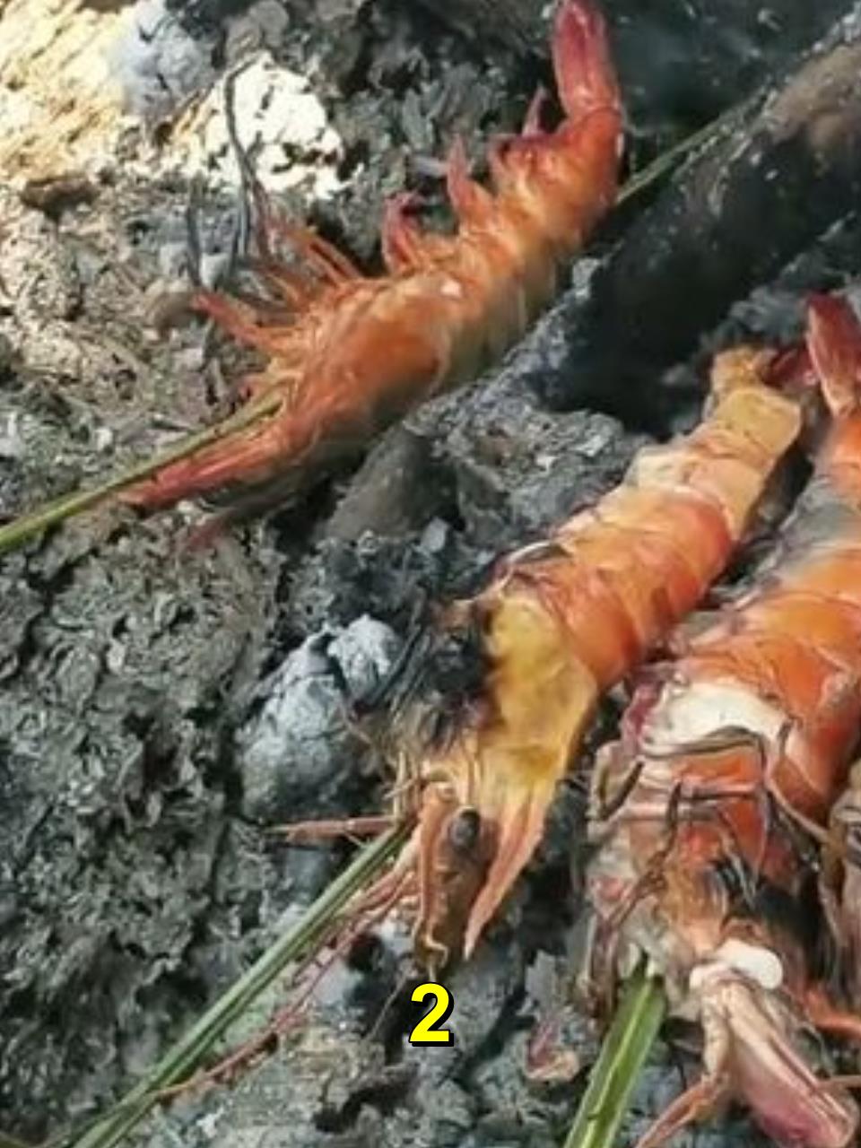 印尼捕捞野生竹节虾,当地基围虾对虾多得泛滥,一次捕捞几十万只2