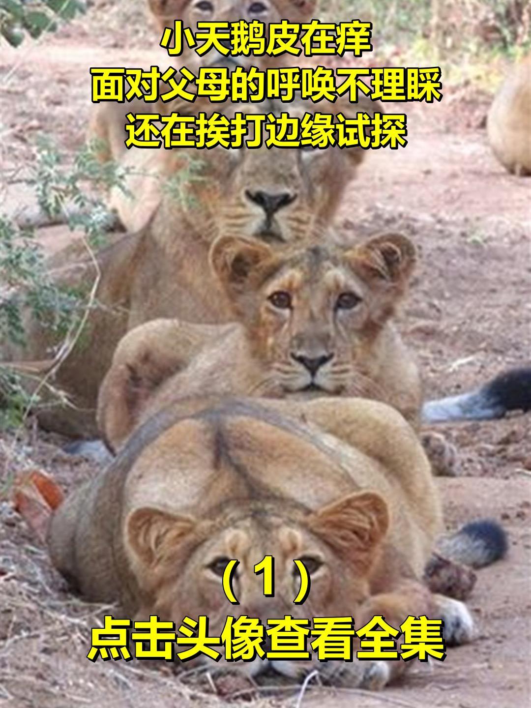 小天鹅皮在痒,面对父母的呼唤不理睬,还在挨打边缘试探1