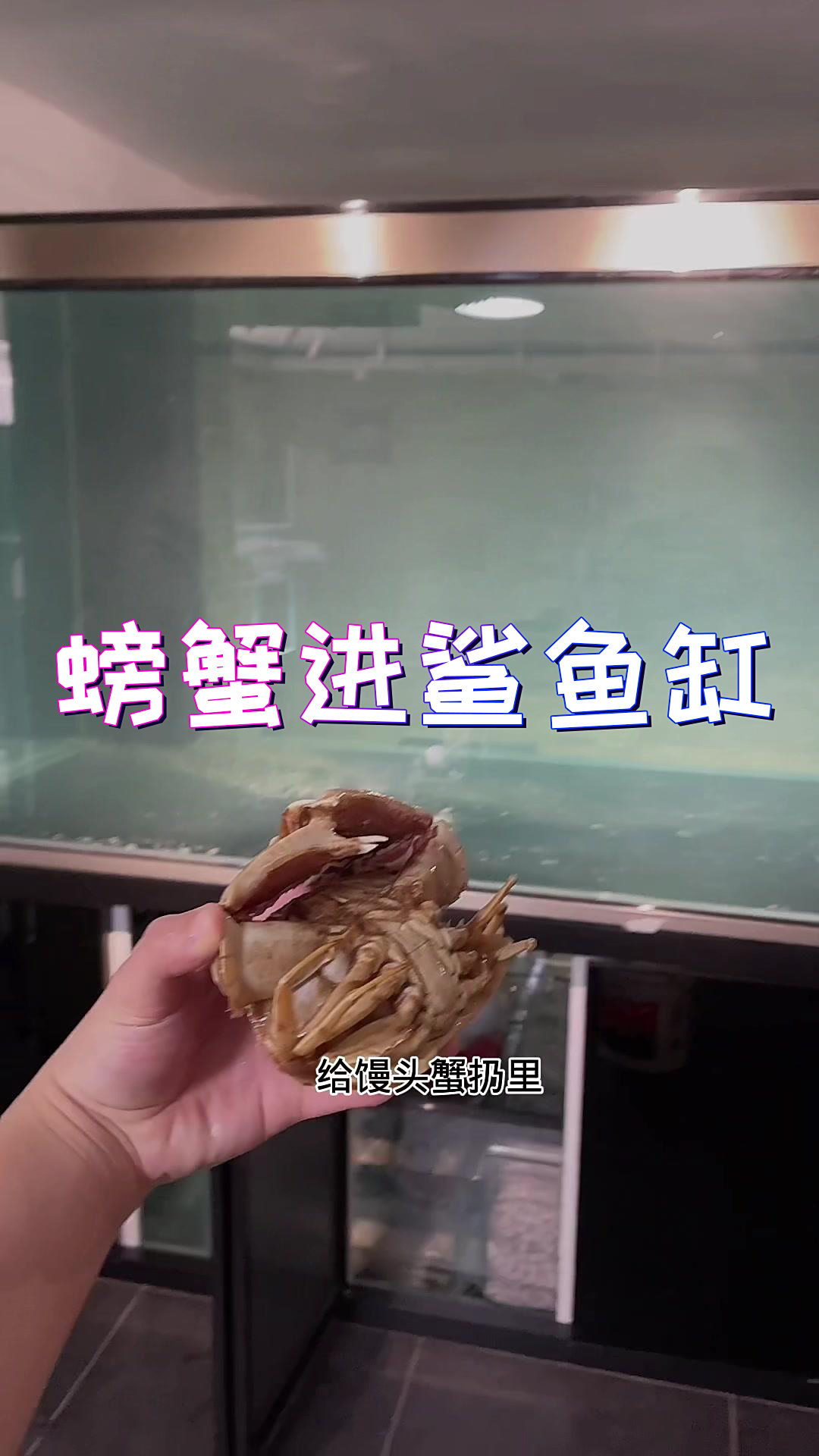 坐等养好水,过几天放鲨鱼!