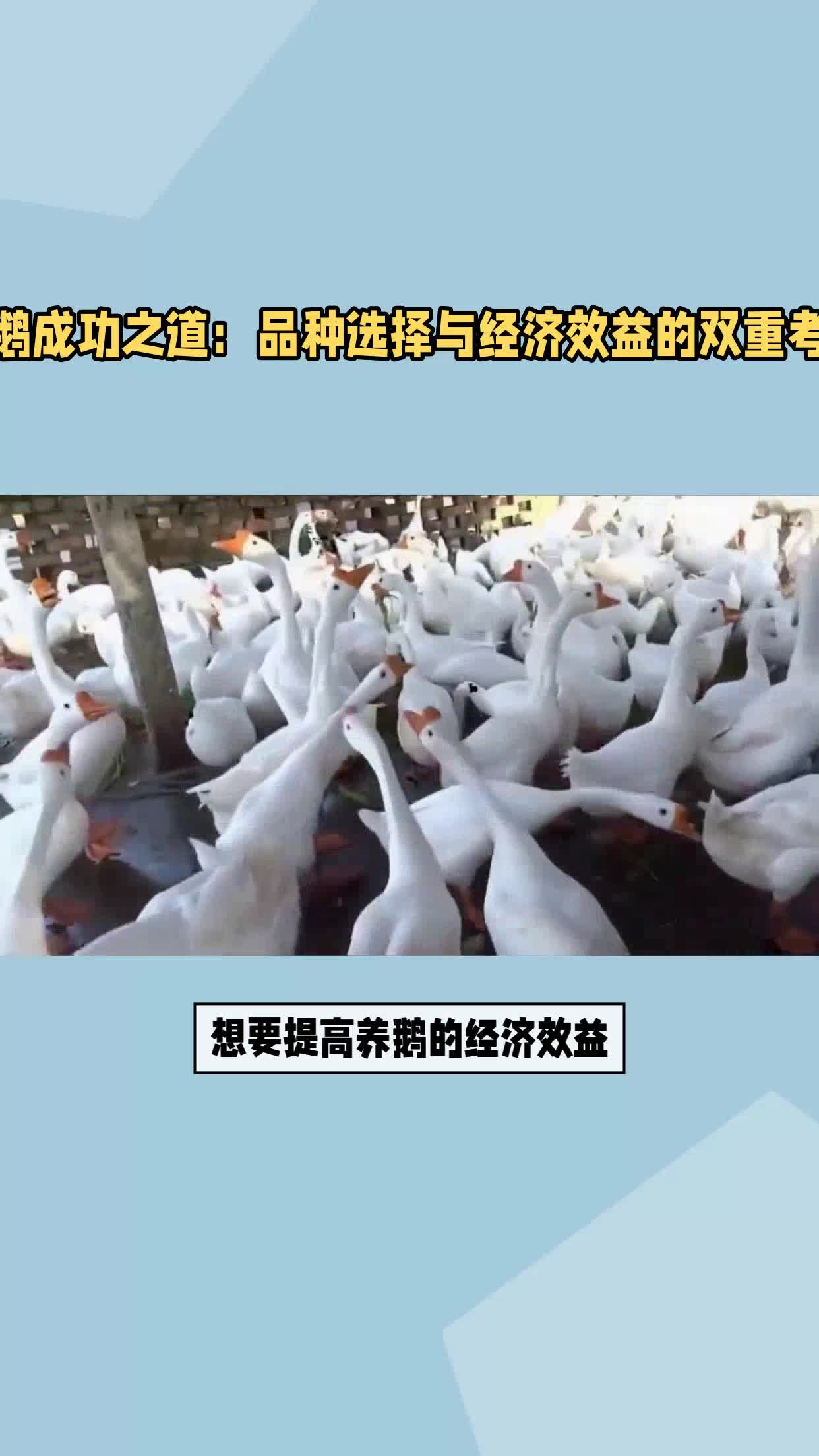 养鹅成功之道:品种选择与经济效益的双重考量