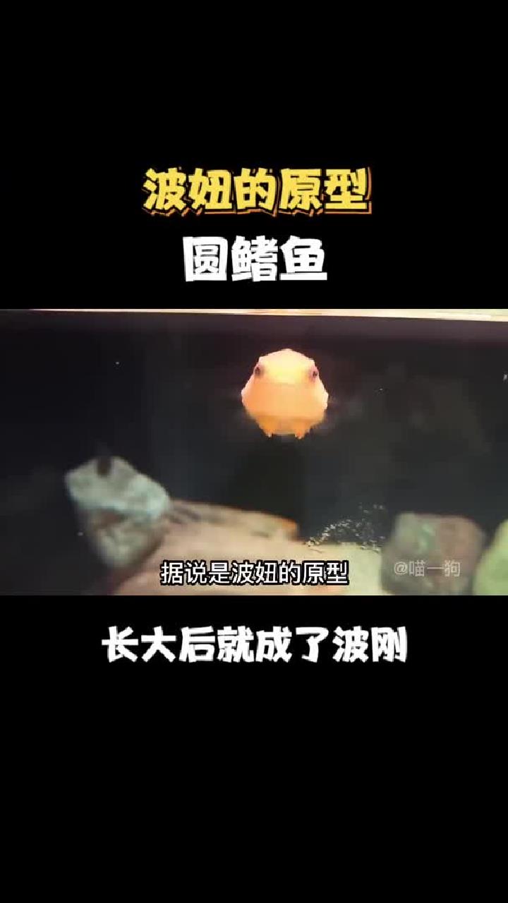 波妞的原型,太平洋真圆鳍鱼!长大后就成了波刚