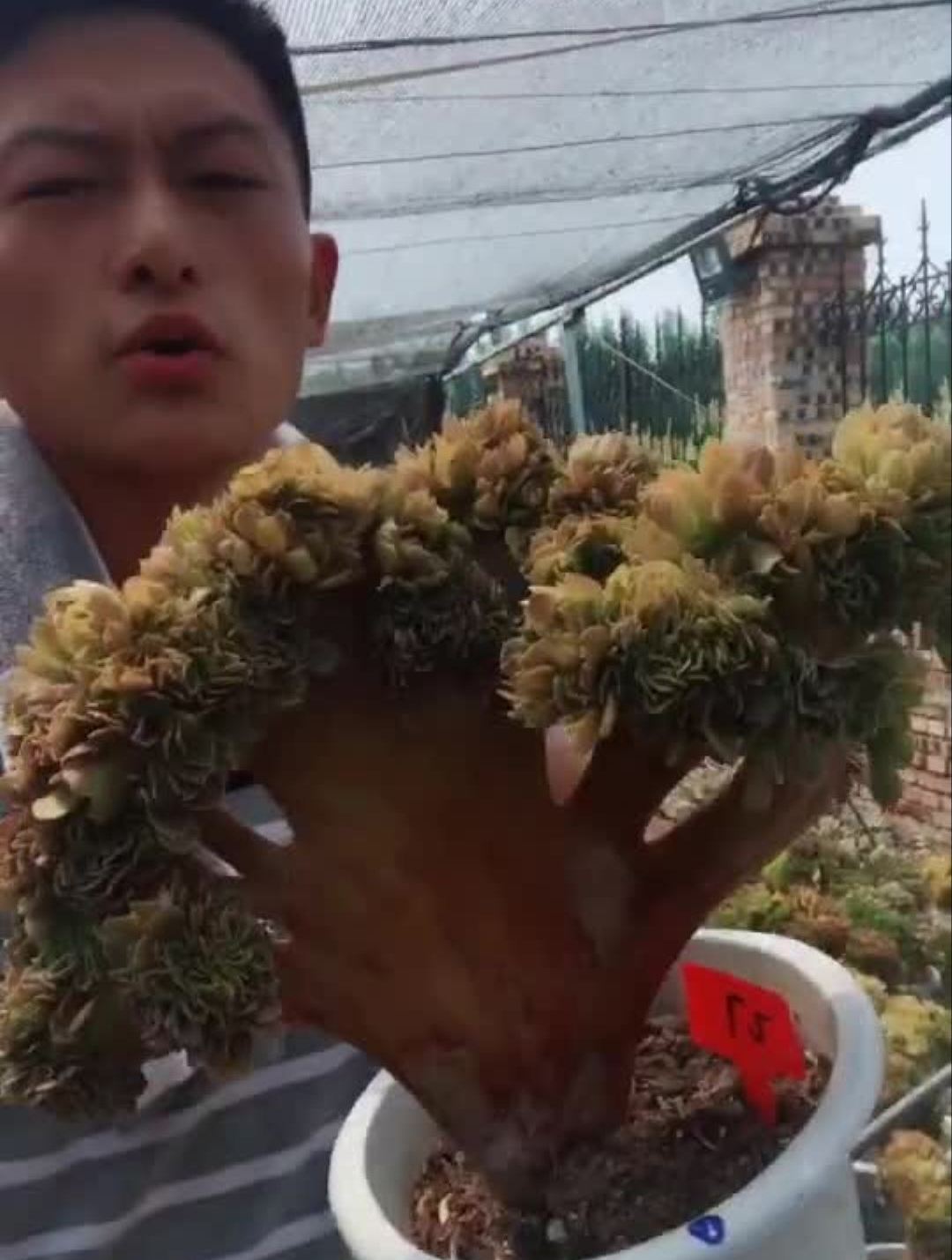 紫羊绒缀化超大也是多肉植物
