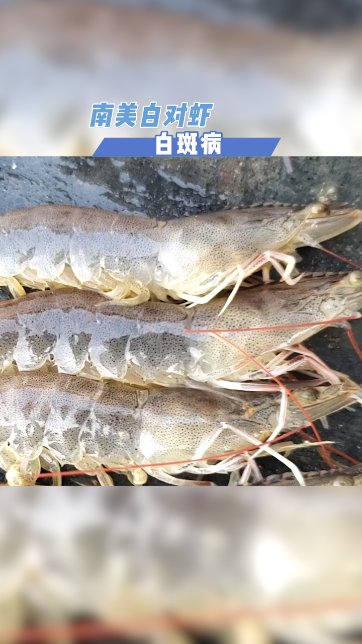 南美白对虾养殖——白斑病