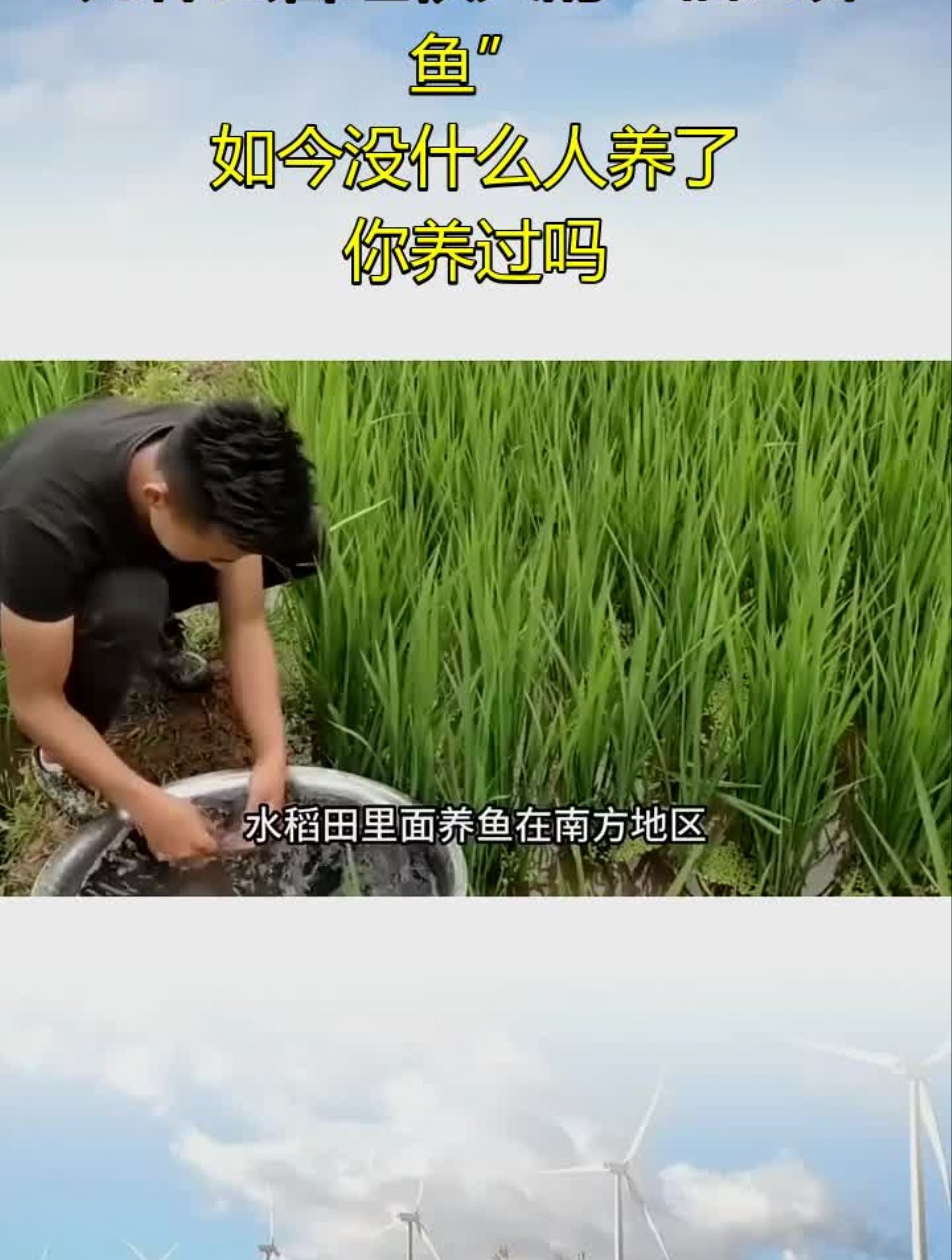 为什么曾经很火的“稻田养鱼”,如今没什么人养了?你养过吗?