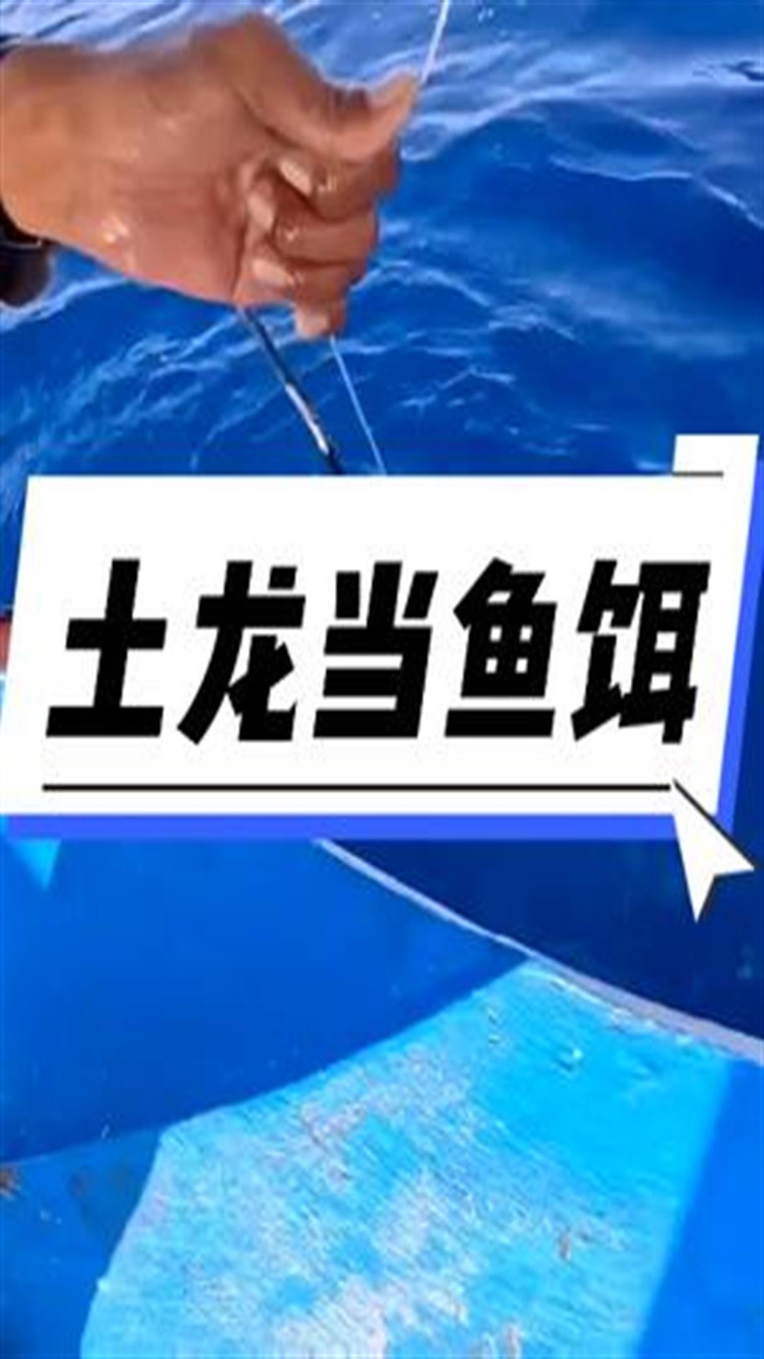 渔民用昂贵的土龙肉当鱼饵,结果不如意,换臭鱼肉却赚大了5