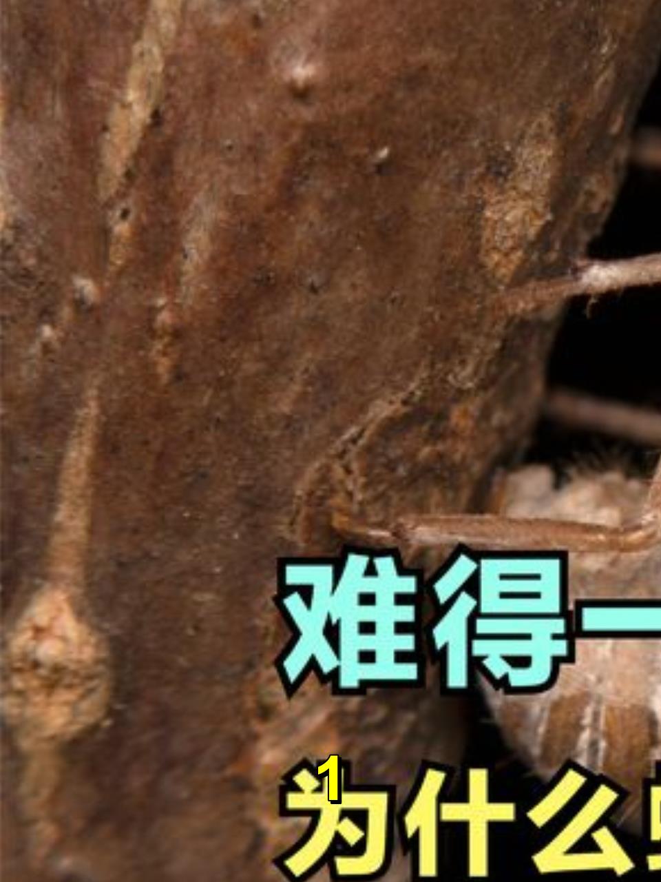 难得一见的金蝉脱壳。为什么周期蝉要在地下生活13年或17年?1