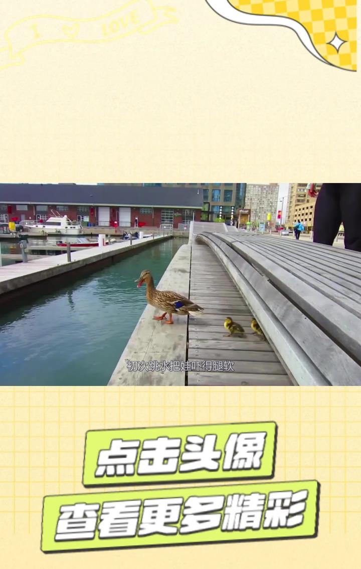 鸭妈妈有多不靠谱呢!带着小鸭子横穿马路,初次跳水把娃吓得腿软