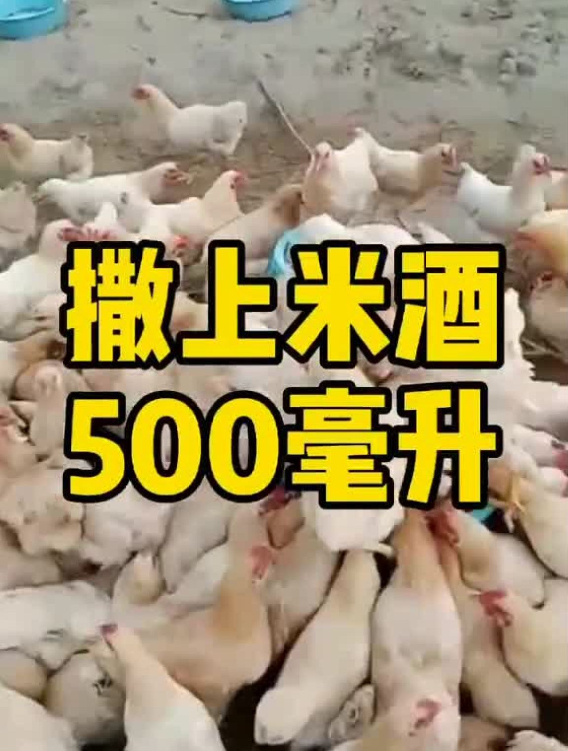 散养土鸡养殖生态散养土鸡养鸡人土鸡养鸡技术