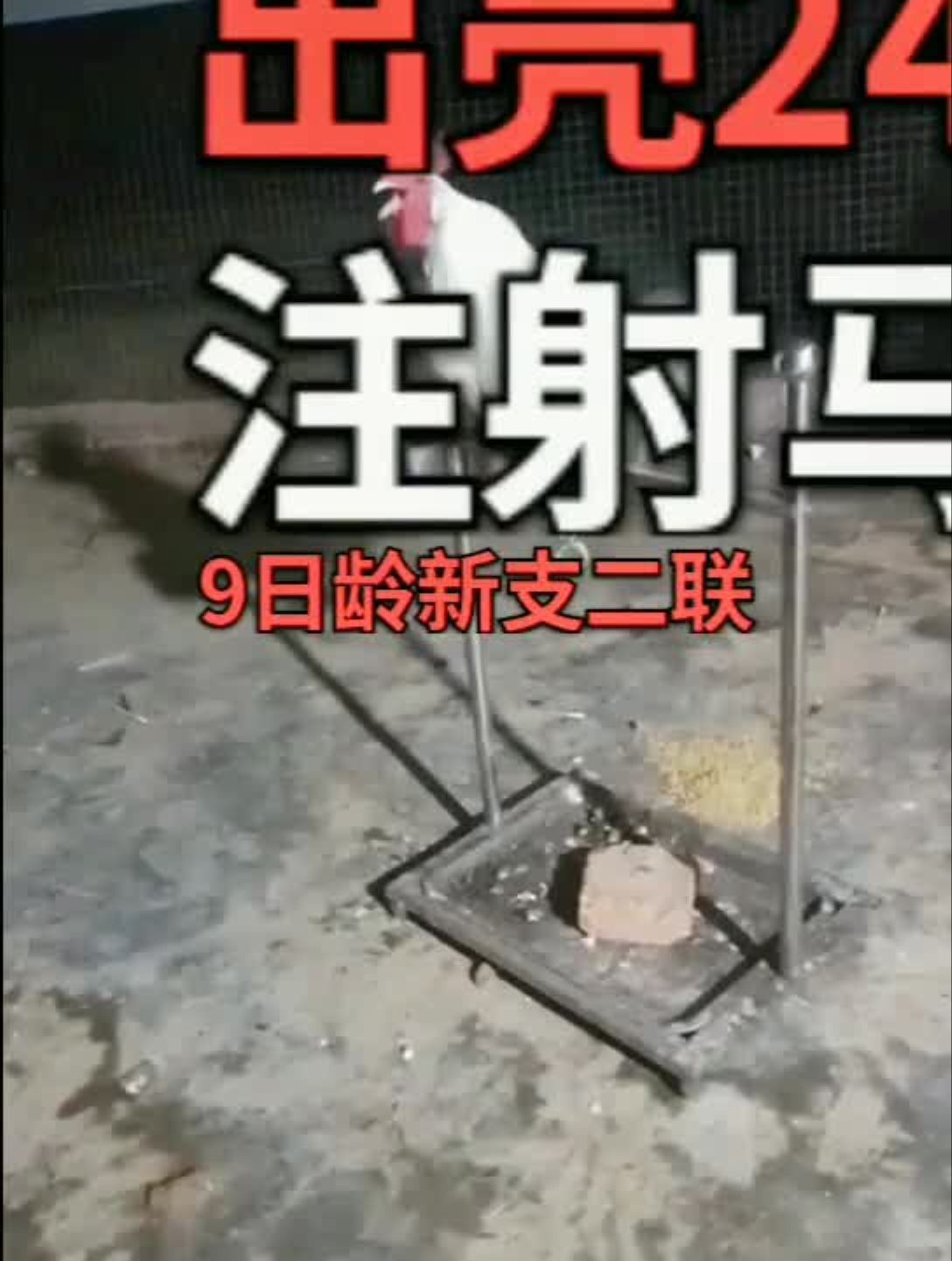 土鸡必打疫苗,一样少不得蛋鸡土鸡创业养鸡农村生活生态养殖