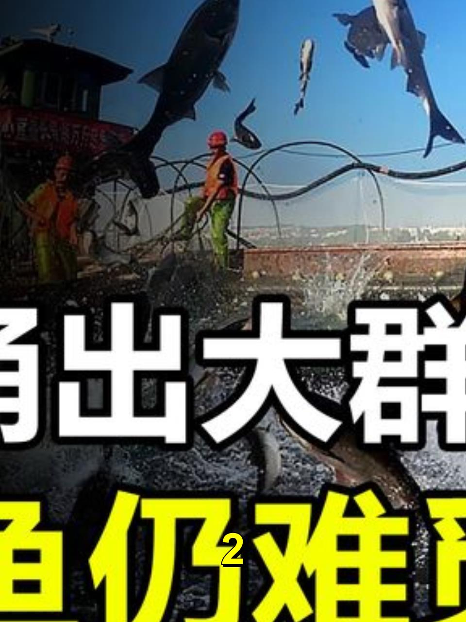 长江禁渔两年半,江面竟涌出大群鲢鱼,可鲥鱼却始终难觅踪迹2