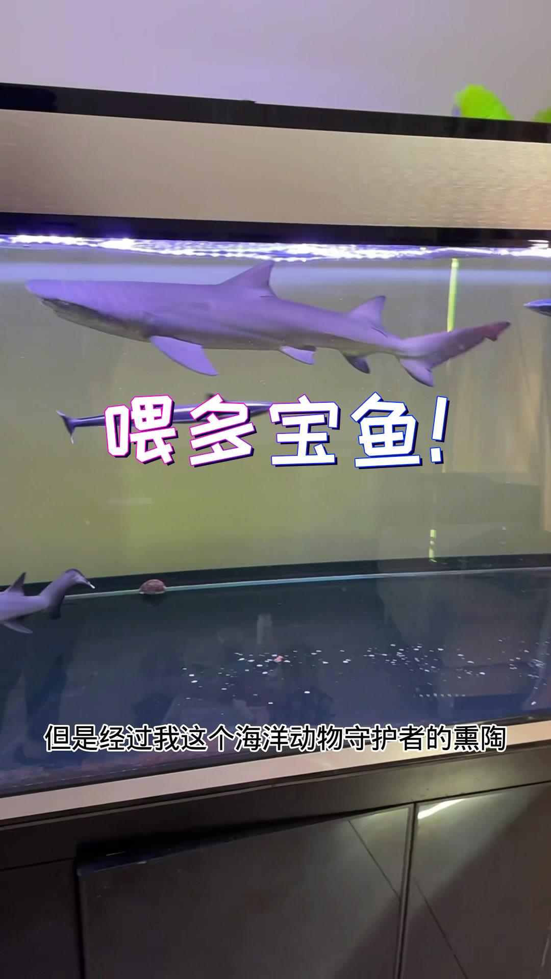 我再也不想看见多宝鱼了……