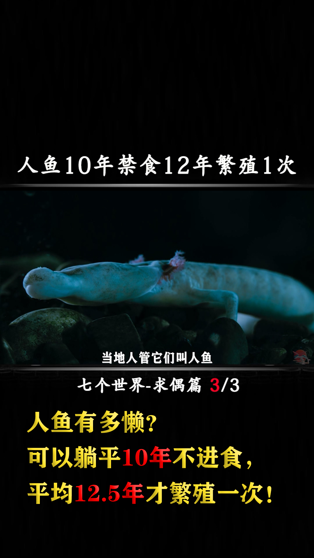 人鱼有多懒?可以躺平10年不进食,平均12.5年才繁殖一次!