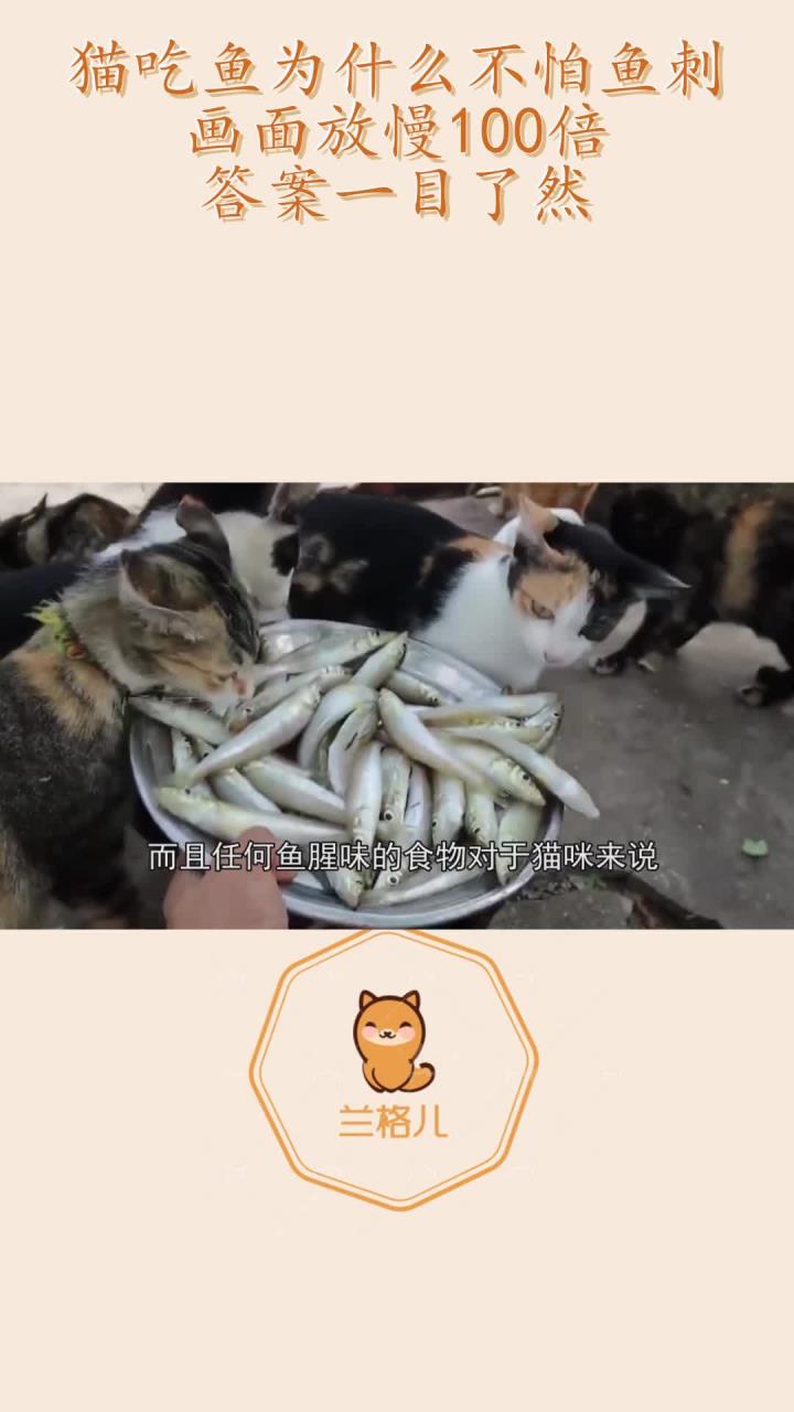 猫吃鱼为什么不怕鱼刺?画面放慢100倍,答案一目了然