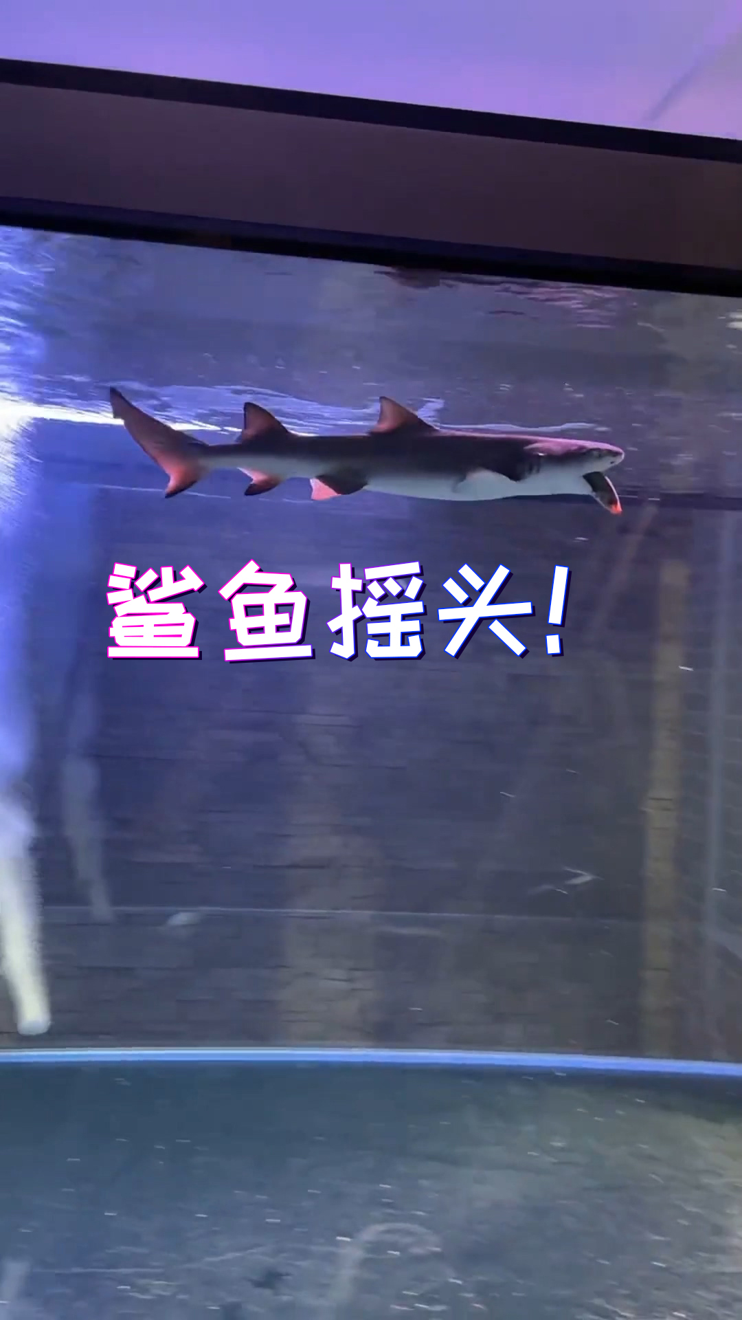 看到我爸养的鲨鱼,我觉得我好像要下岗了!