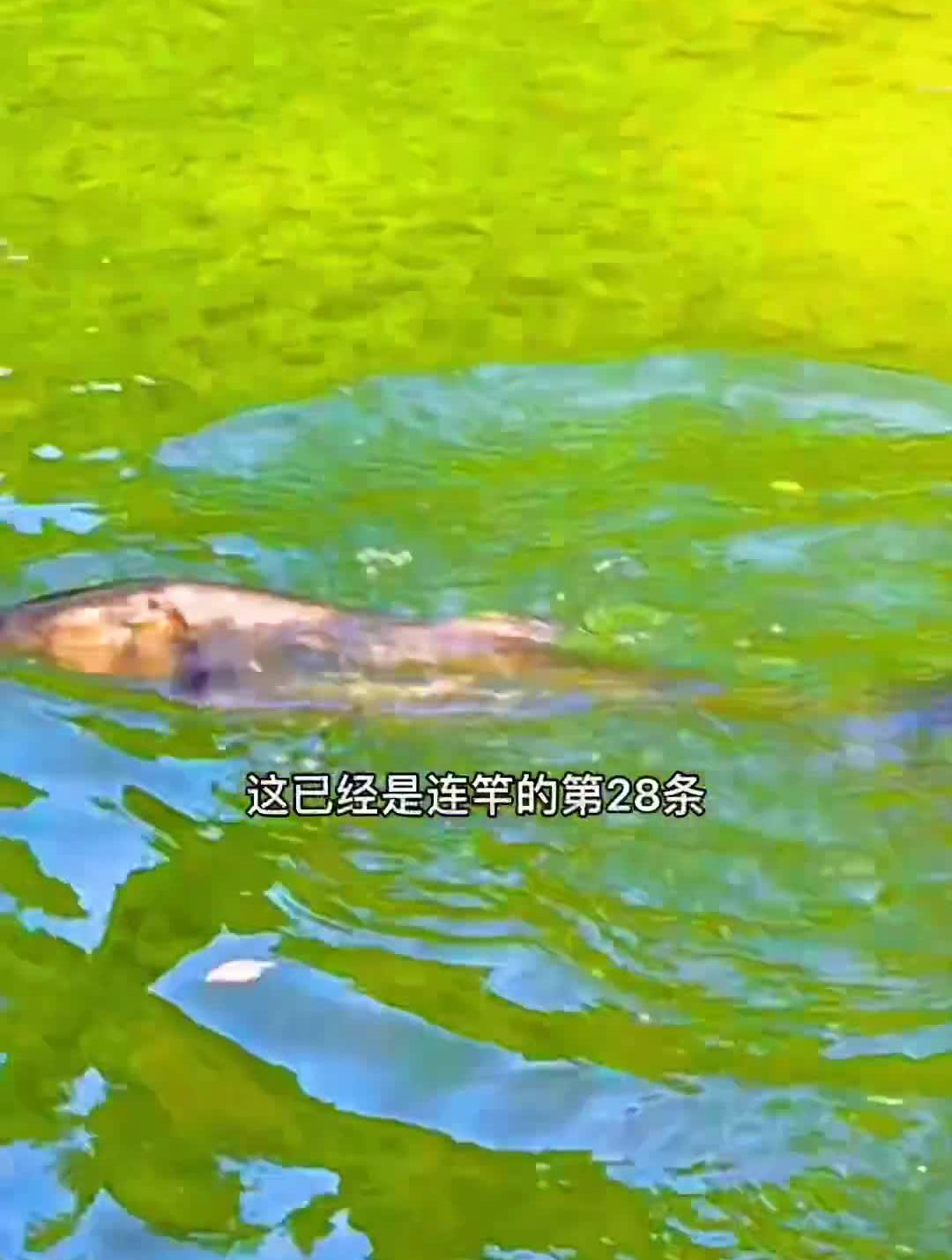 手竿钓鲢鳙的新方法钓鱼技巧钓鱼教学钓鱼教程