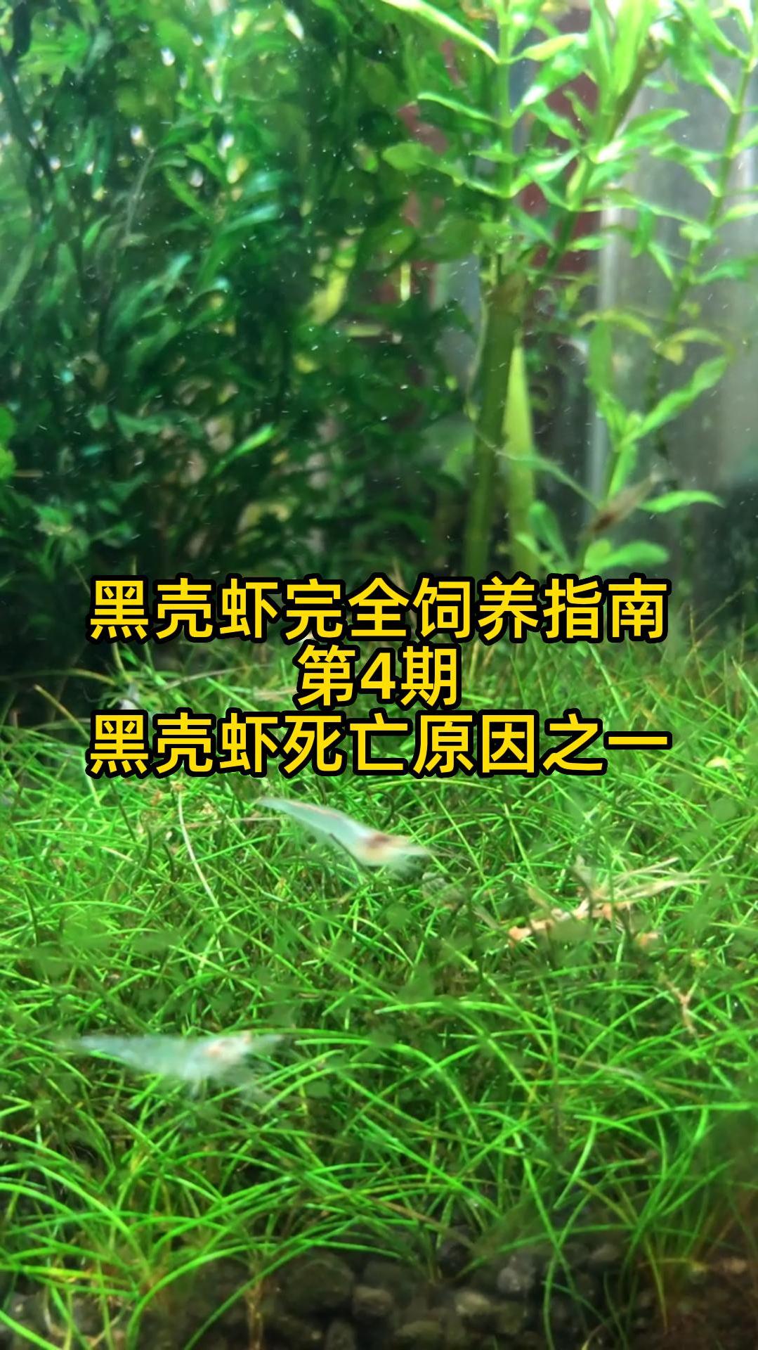 这个原因会导致黑壳虾蜕壳死掉