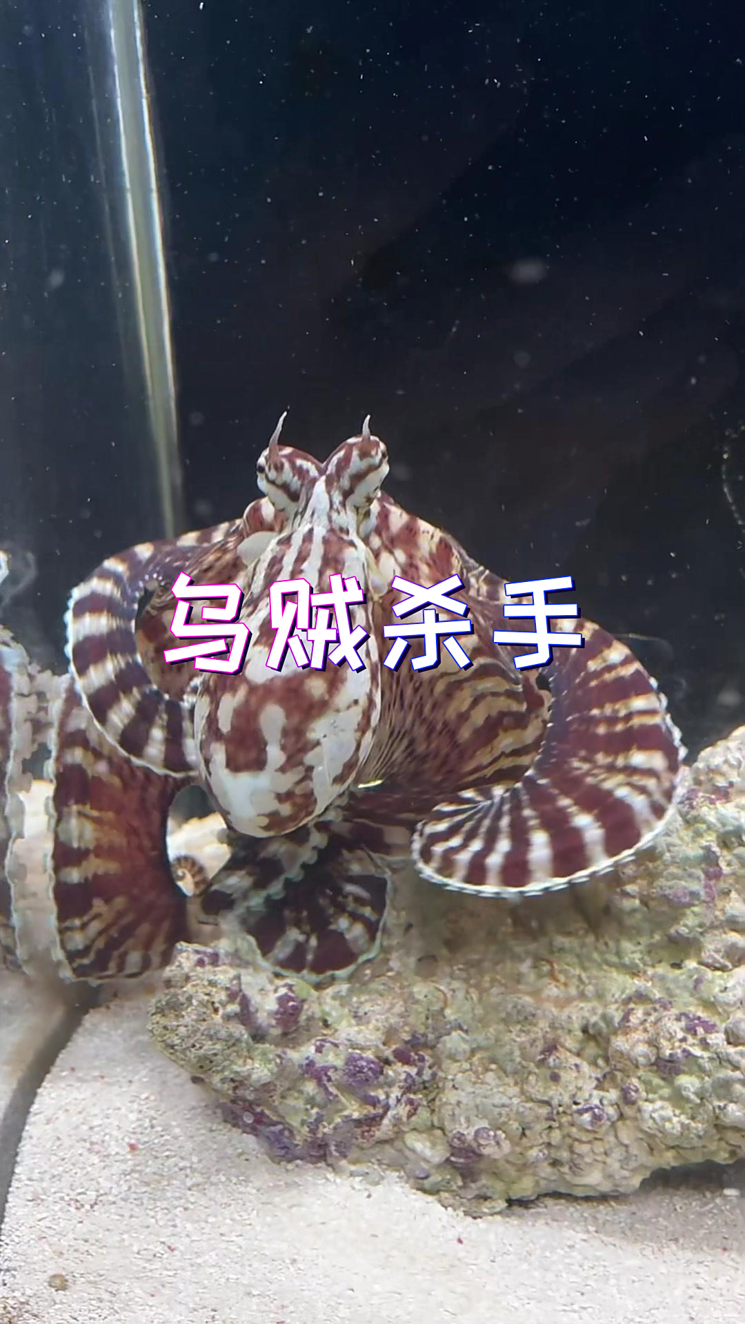 乌贼杀手是章鱼啊!不是我!