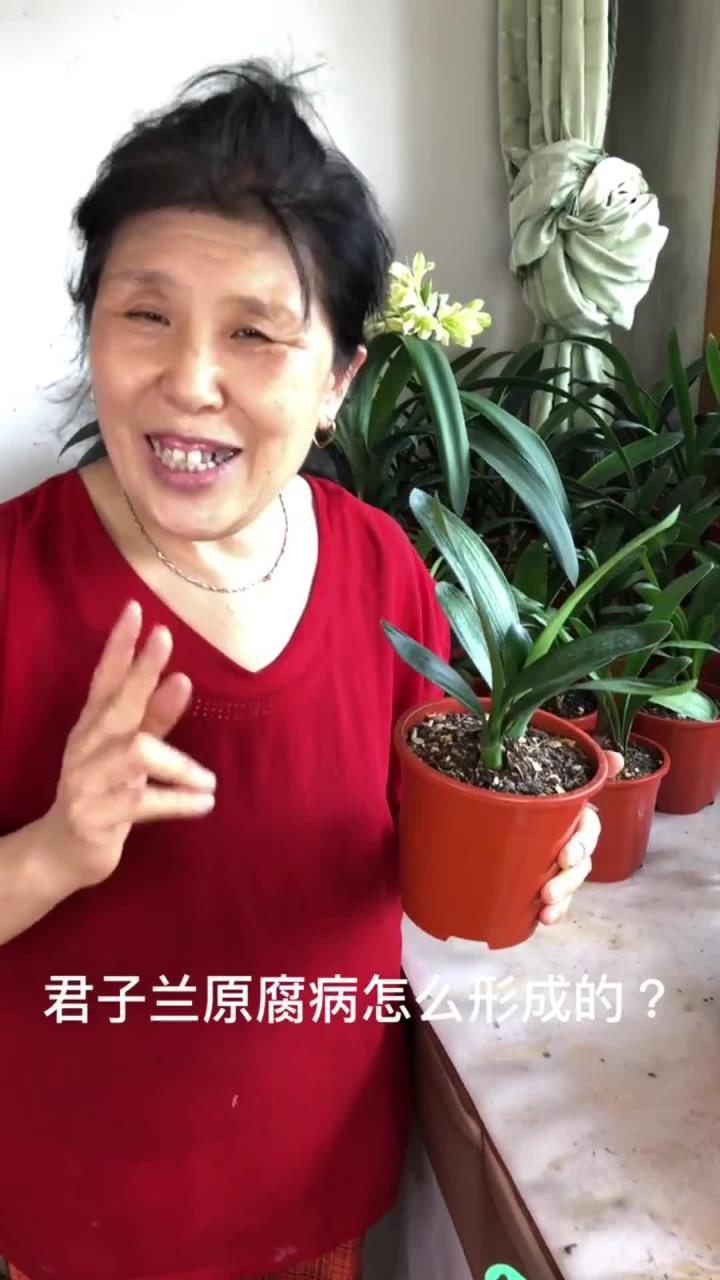 君子兰“软腐病”的原因和防治?