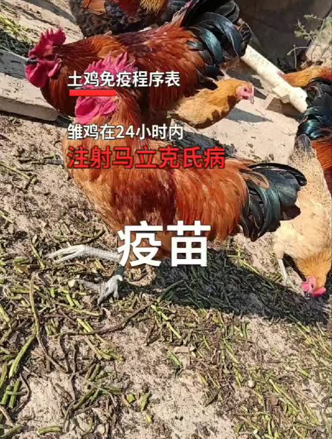 土鸡免疫的方法,你知道吗