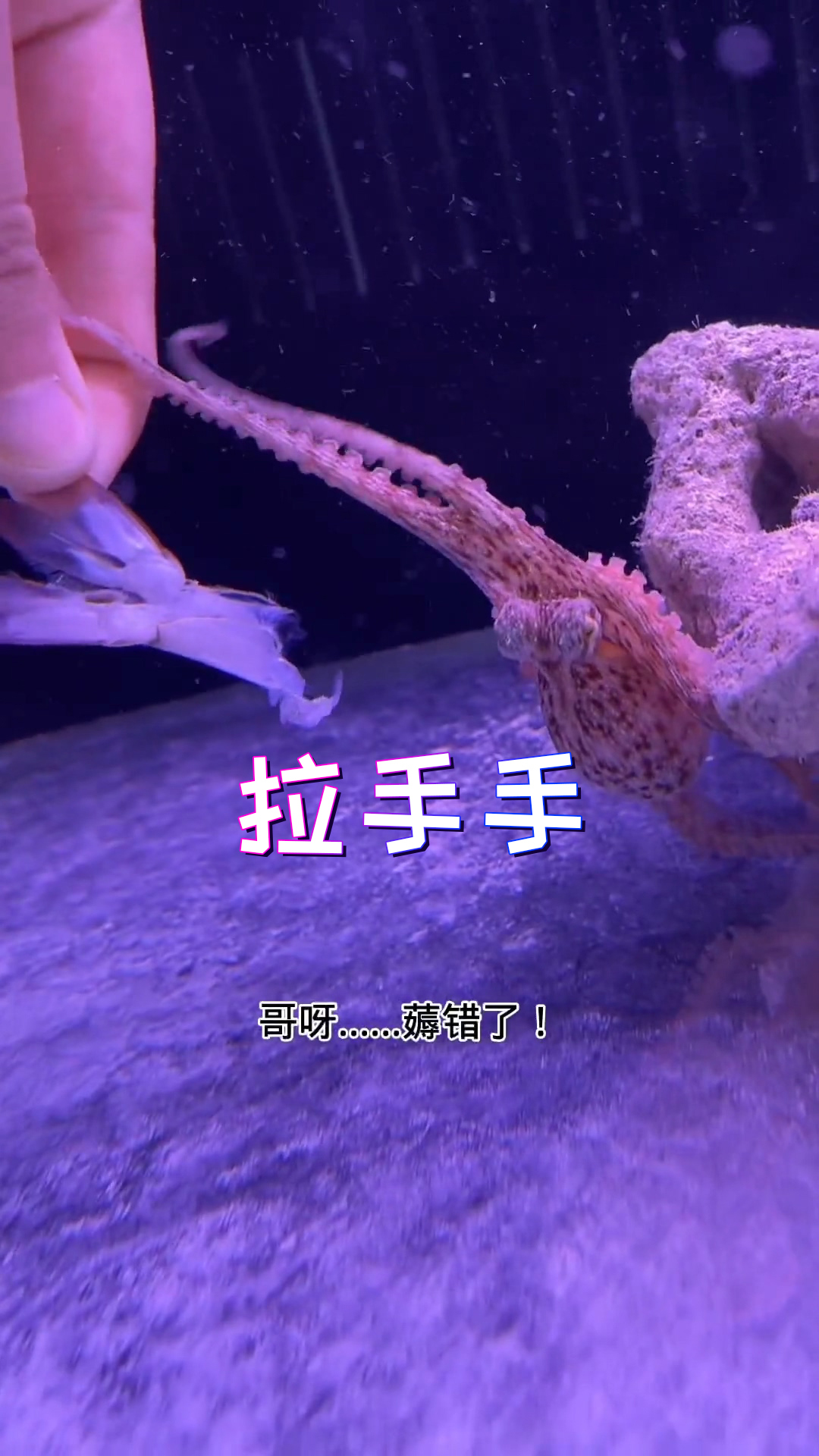 真蛸章鱼,神奇的智商,神奇的变色能力……神奇的玻璃心