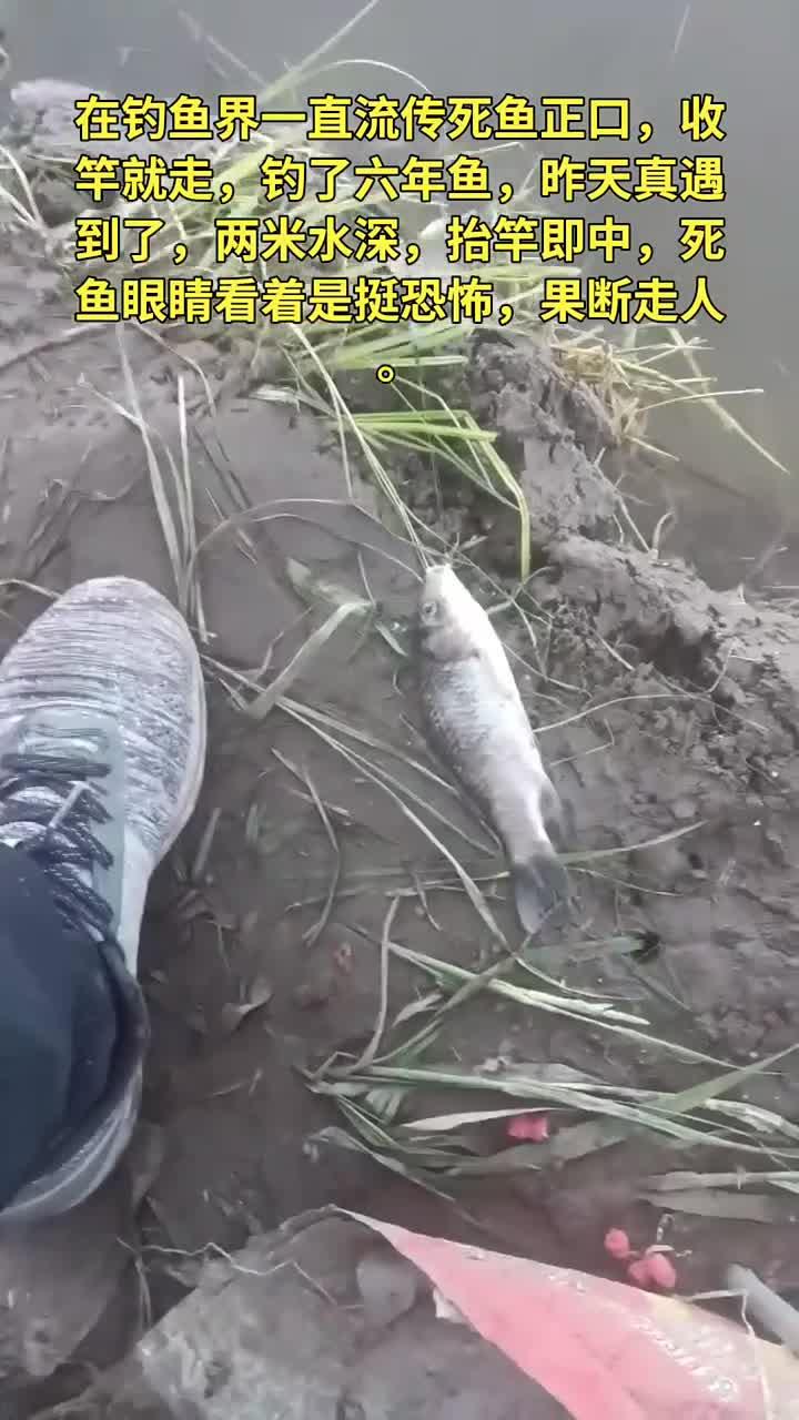大早上第一杆就死鱼正口,俩眼珠子瞪着真恐怖,我吓得赶紧跑了