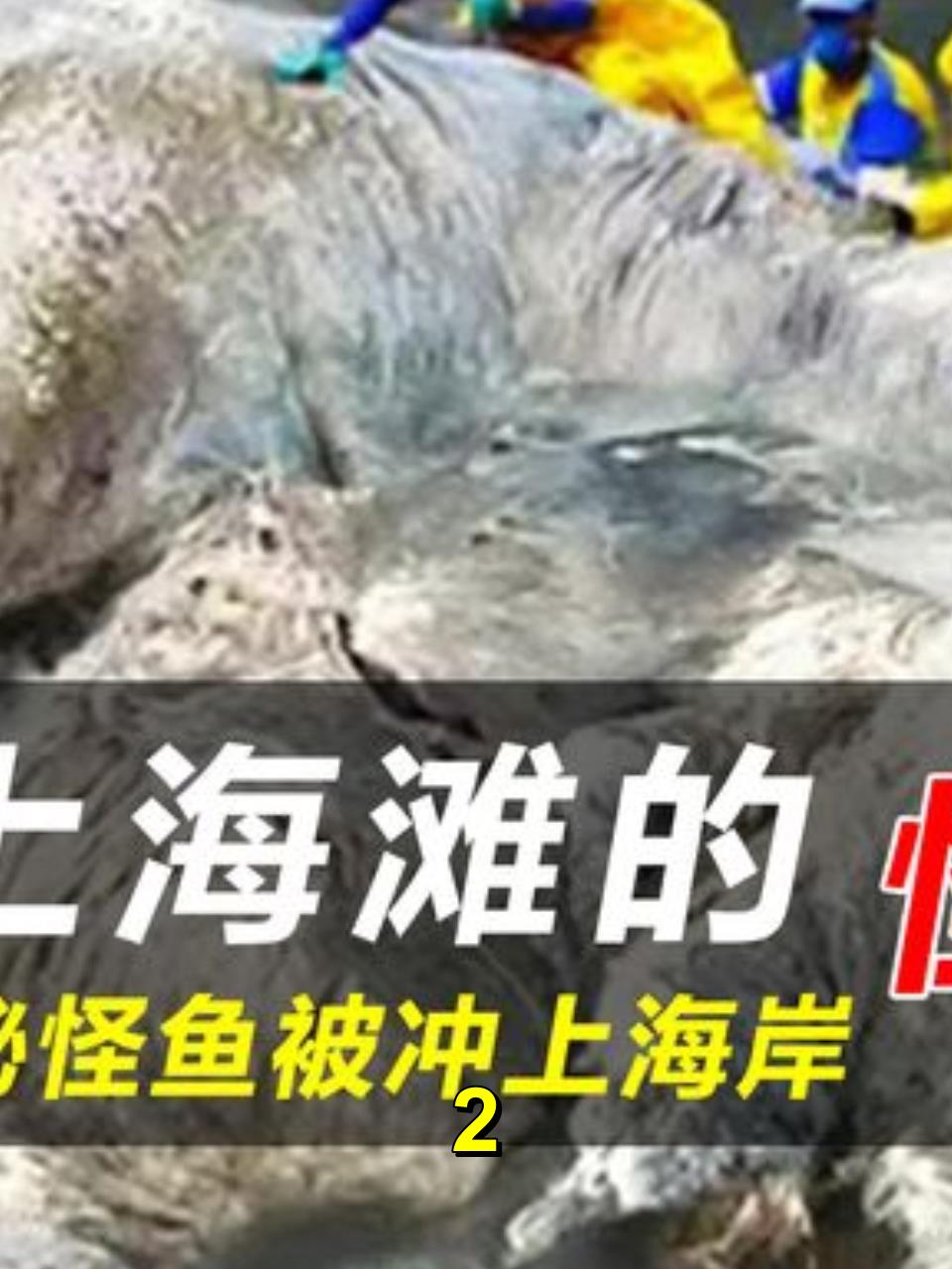 被冲上岸的奇异生物:深海中的皇带鱼真的会预示凶兆吗?2
